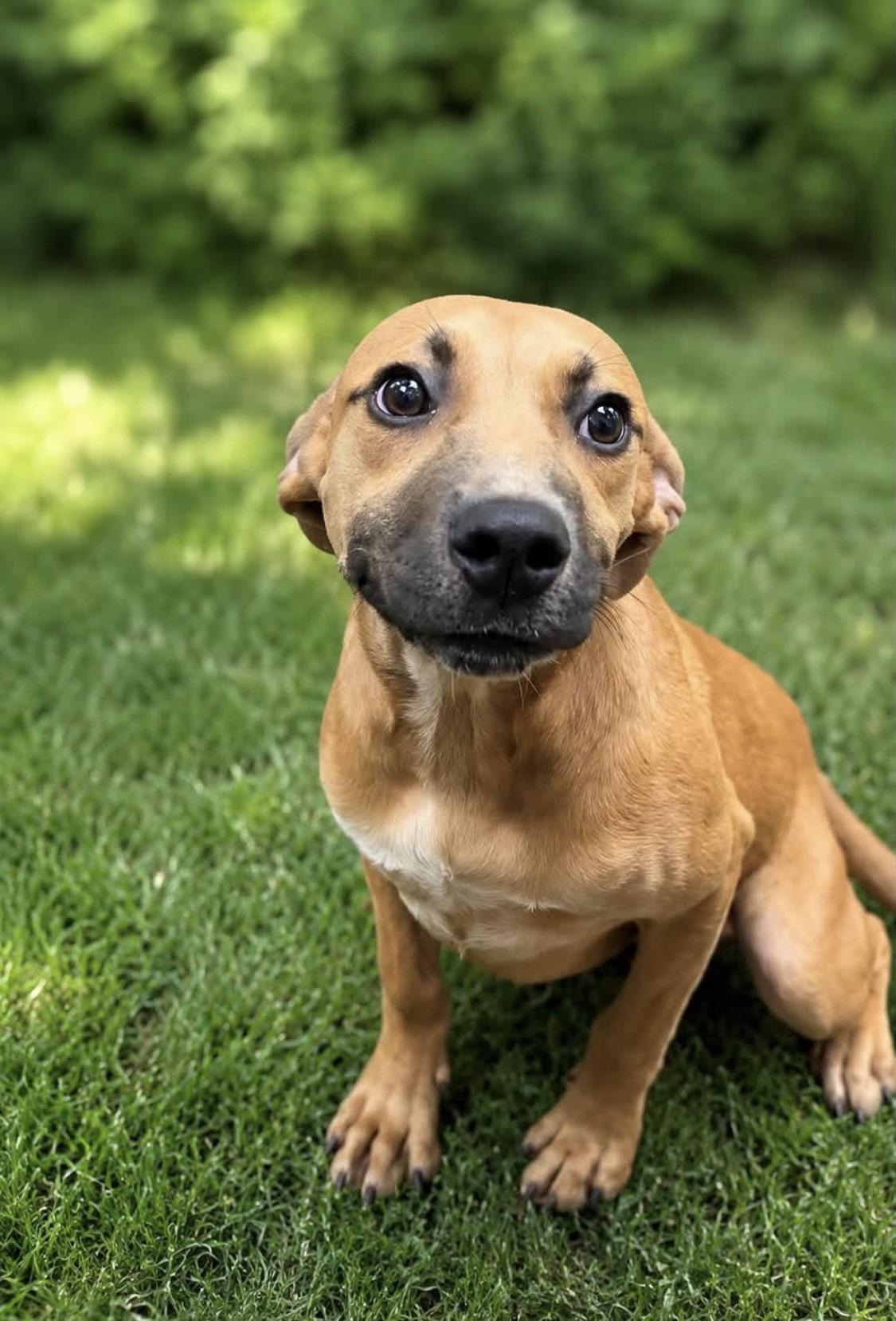 Maple, Adoptable, Young Female Hound.