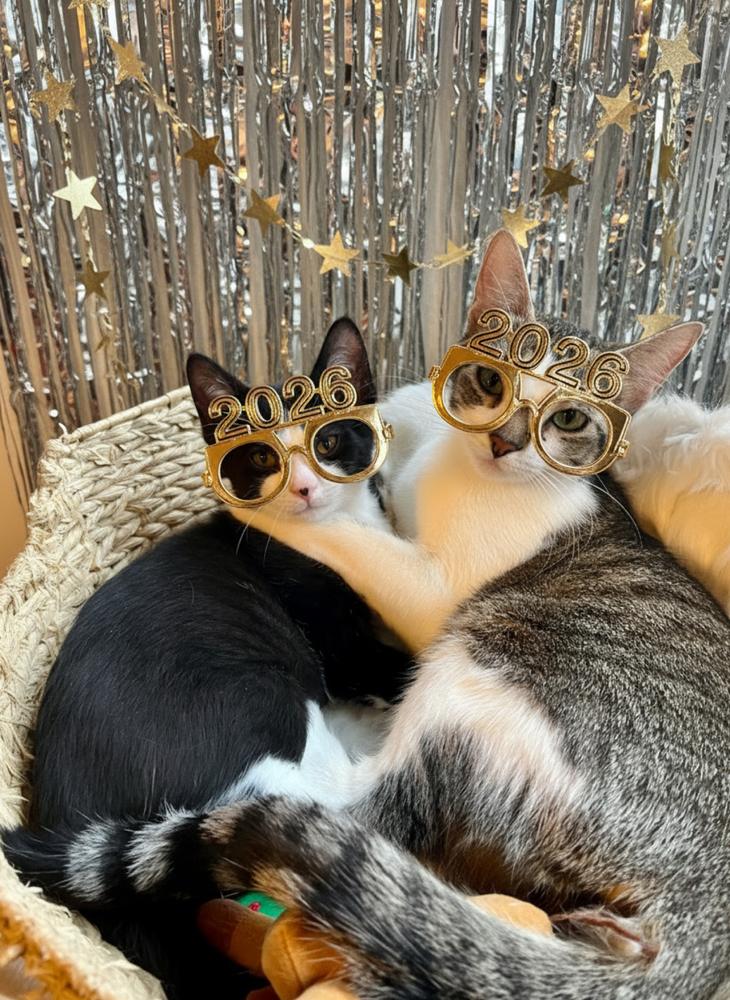 Enlarge Cranberry Sauce, a Adoptable Domestic Short Hair in Blanchard, OK image 1/6