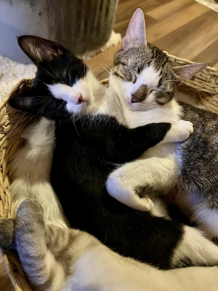 Enlarge Cranberry Sauce, a Adoptable Domestic Short Hair in Blanchard, OK image 2/6