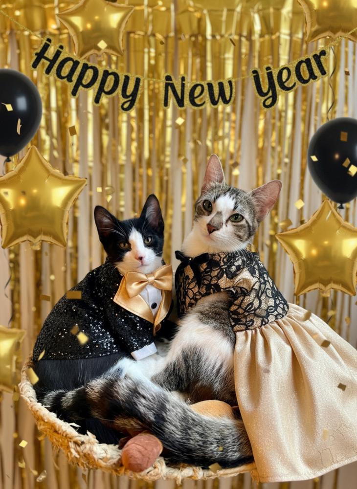 Enlarge Cranberry Sauce, a Adoptable Domestic Short Hair in Blanchard, OK image 4/6