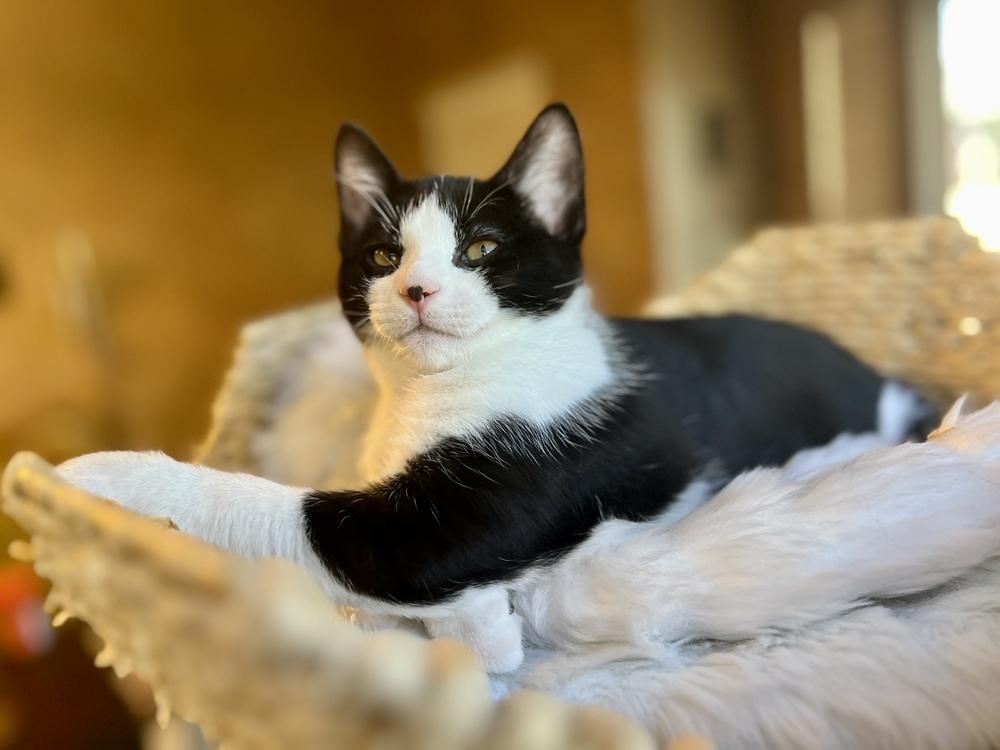 Enlarge Cranberry Sauce, a Adoptable Domestic Short Hair in Blanchard, OK image 5/6