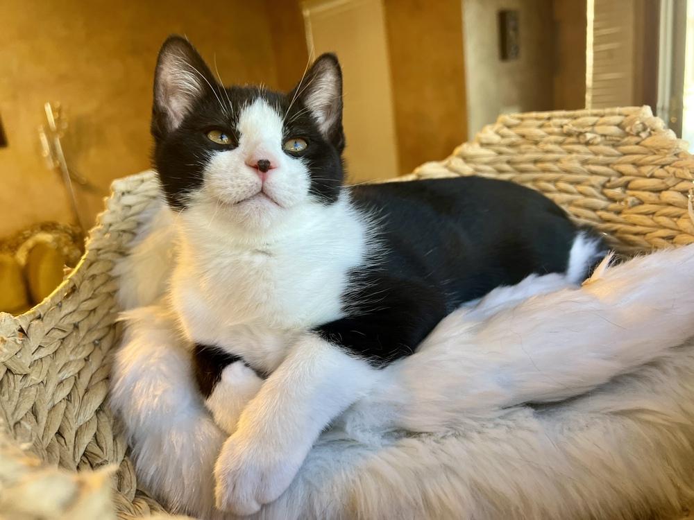 Enlarge Cranberry Sauce, a Adoptable Domestic Short Hair in Blanchard, OK image 6/6