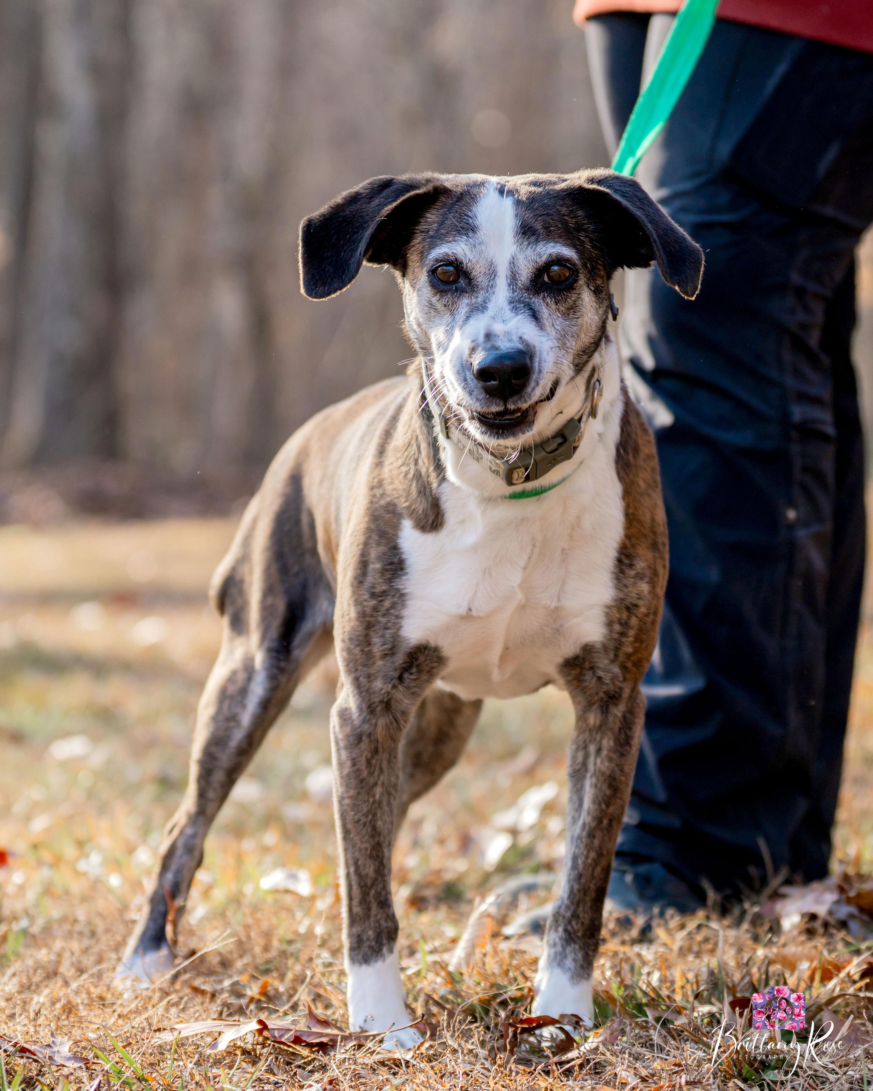 Enlarge Dottie , a ADOPTABLE Mixed Breed in Powhatan, VA image 1/3
