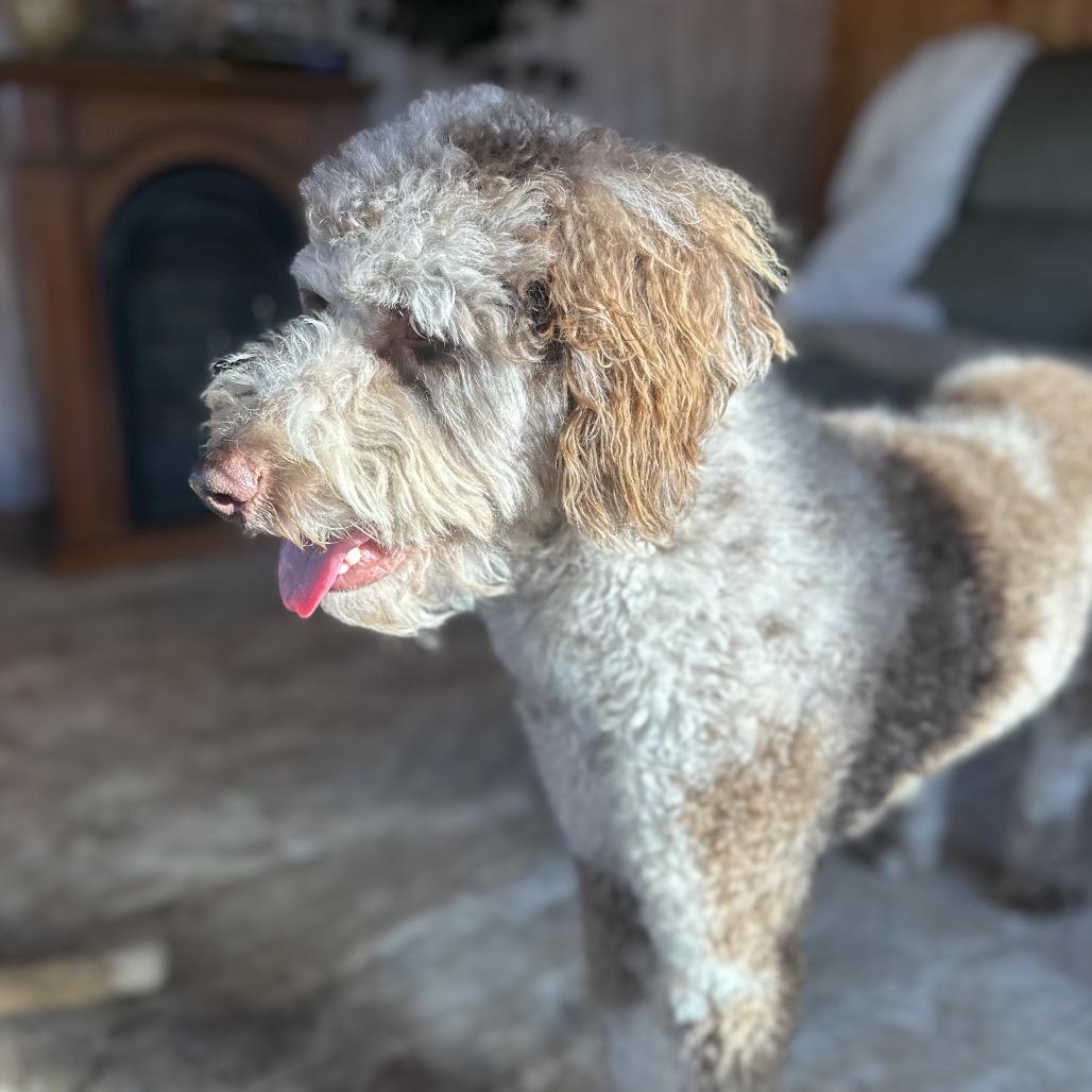 Noodle, Adoptable, Young Male Standard Poodle & Australian Shepherd.