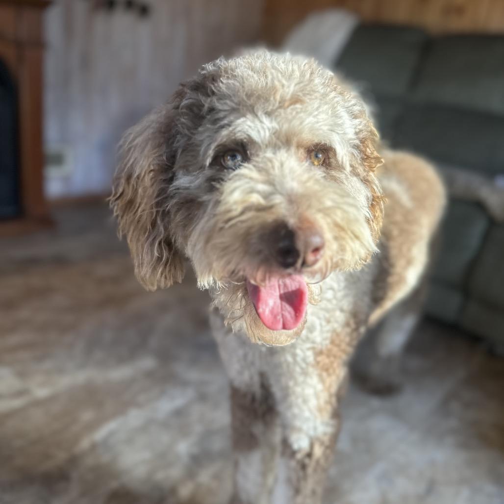 Enlarge Noodle, a Adoptable mixed breed in Kokomo, IN image 2/4