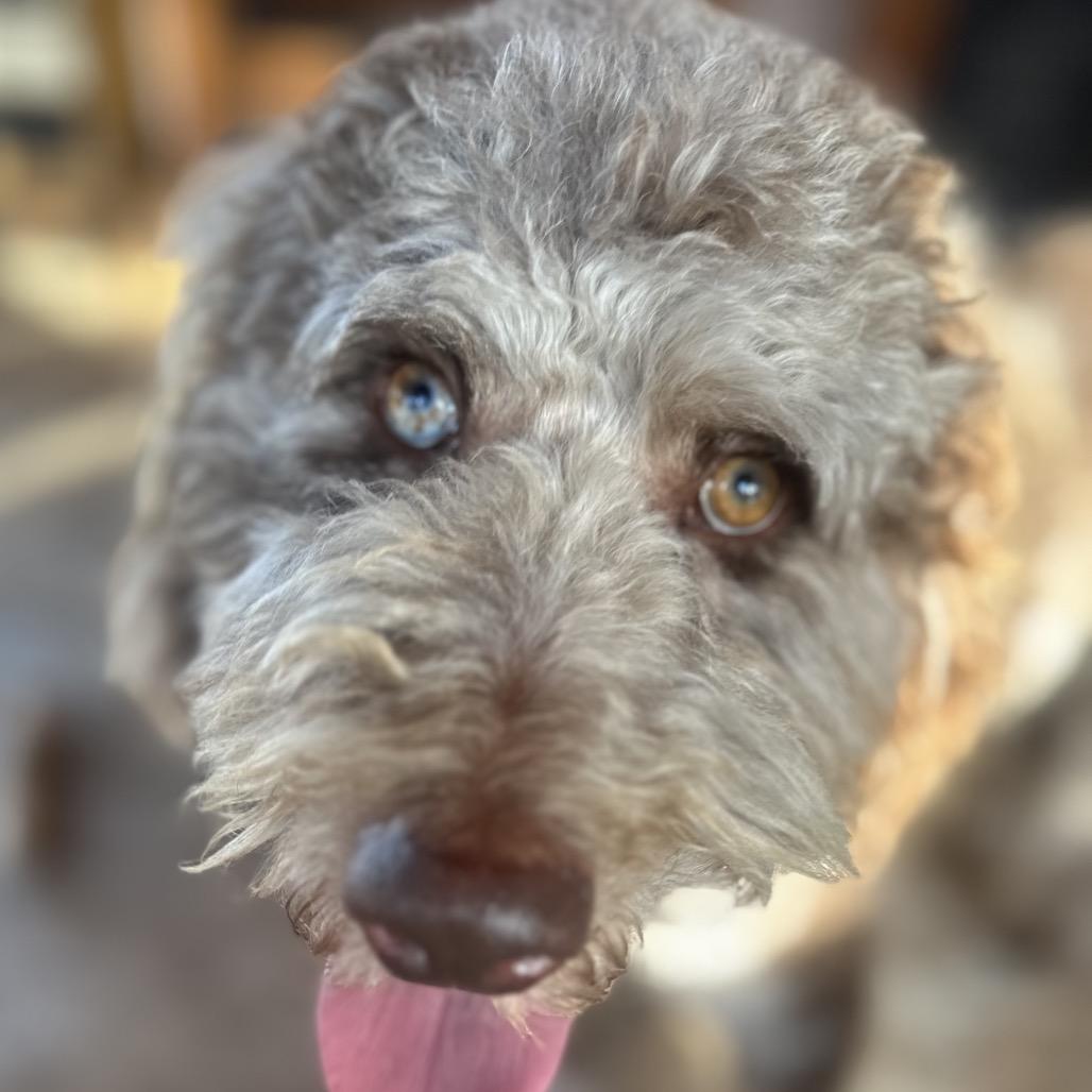 Enlarge Noodle, a Adoptable mixed breed in Kokomo, IN image 3/4