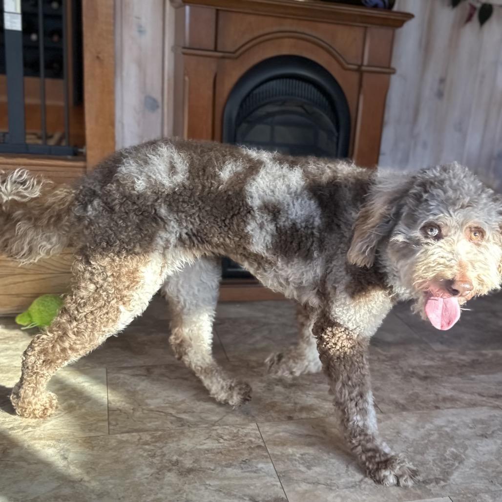Enlarge Noodle, a Adoptable mixed breed in Kokomo, IN image 4/4