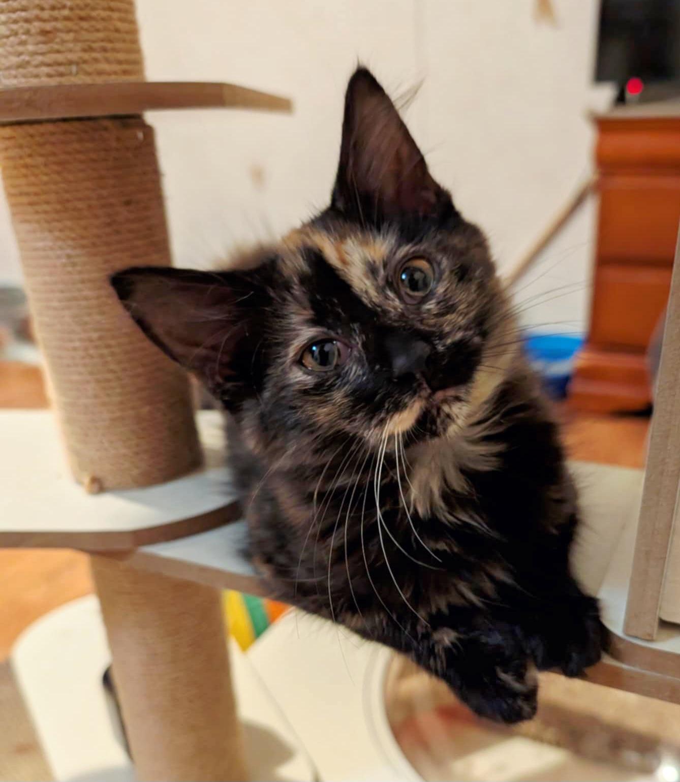 Poppy, Baby Female unknown