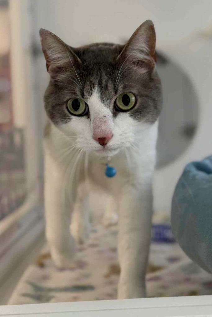 Enlarge Ripley, a Adoptable Domestic Short Hair in Gorham, ME image 1/2