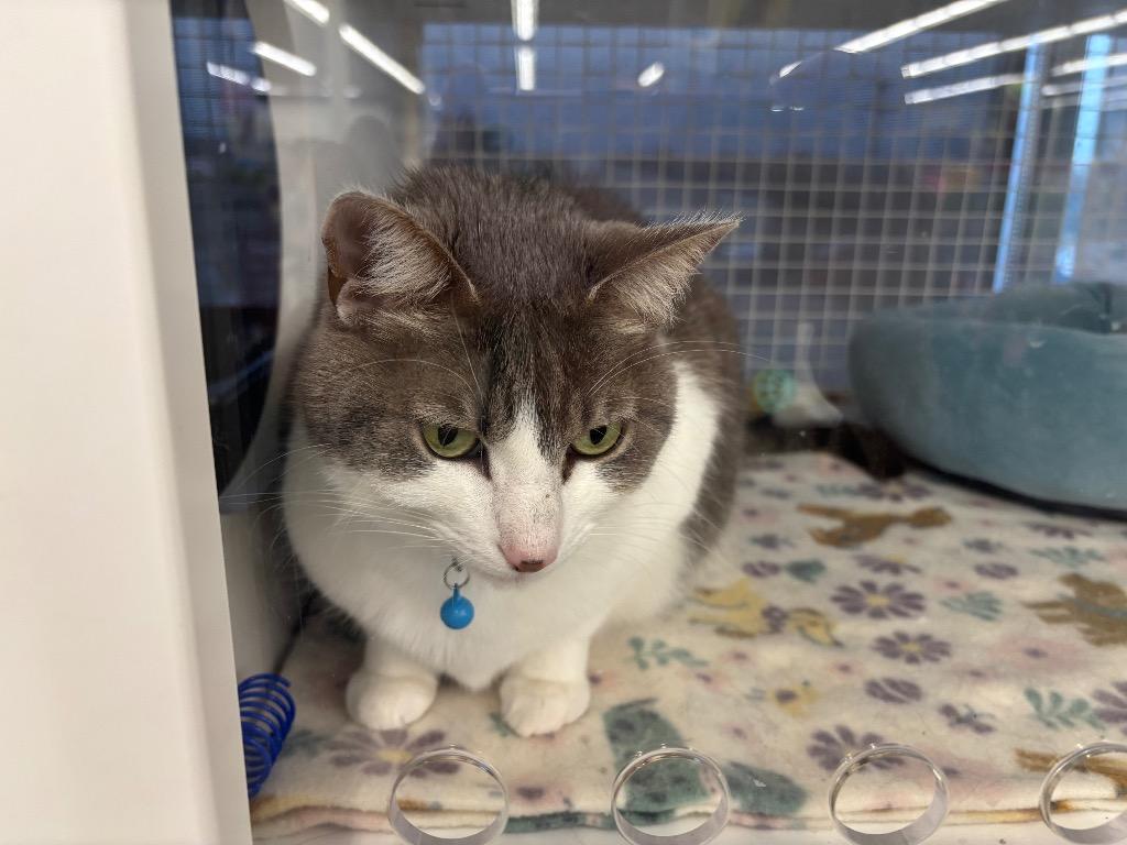 Enlarge Ripley, a Adoptable Domestic Short Hair in Gorham, ME image 2/2