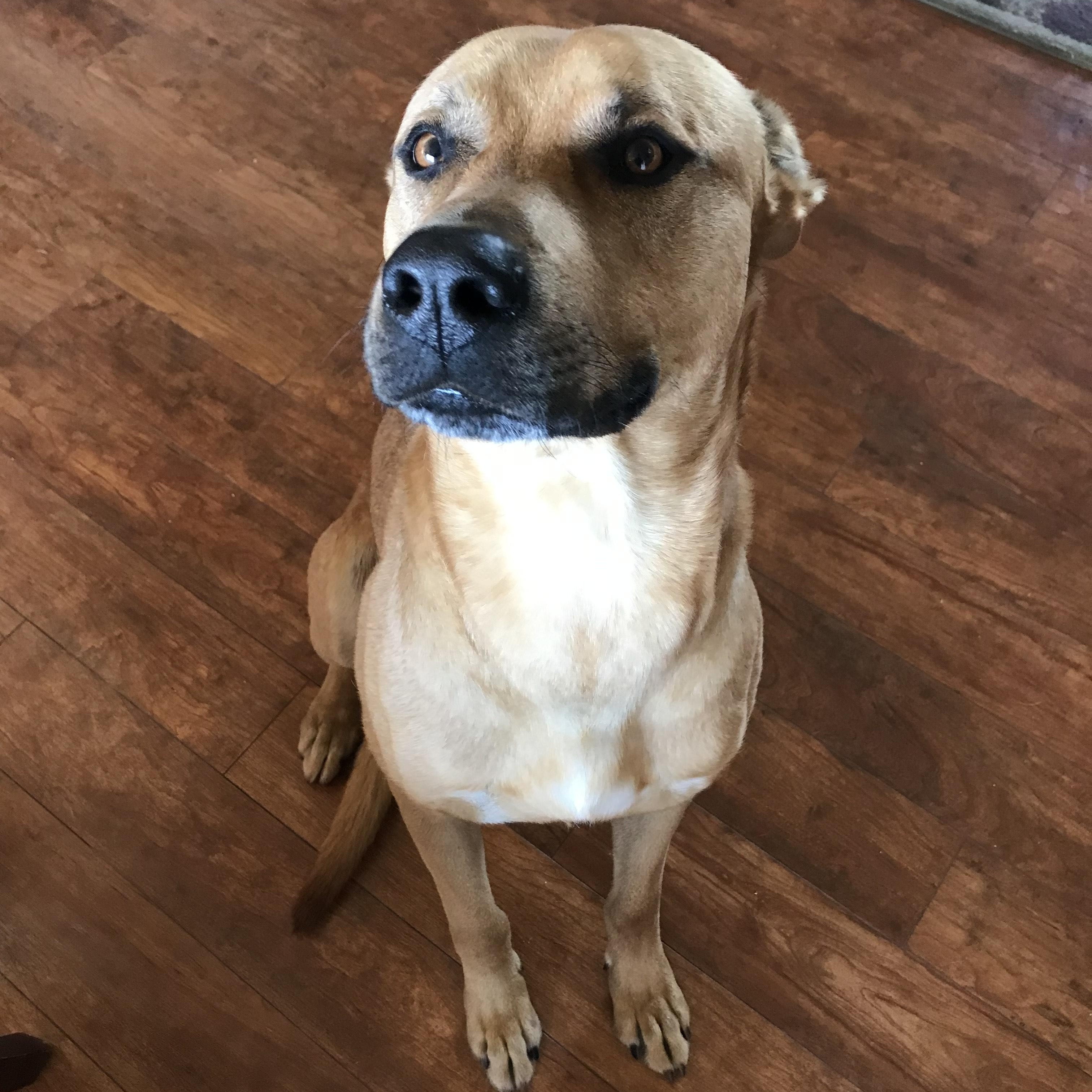 Enlarge Paolo, an adopted mixed breed in Fairfield, CA image 3/3