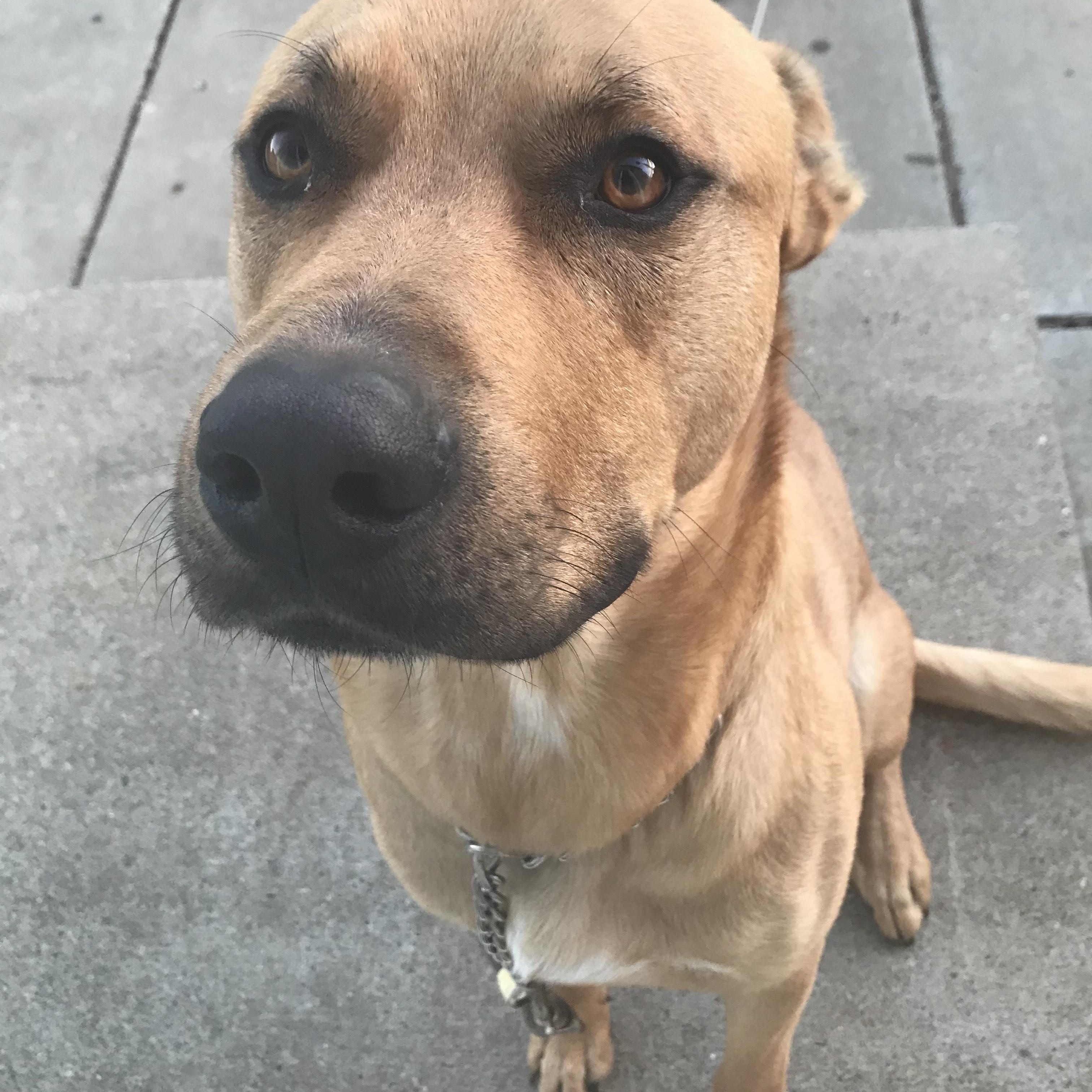 Paolo, Adoptable, Adult Male Rhodesian Ridgeback.