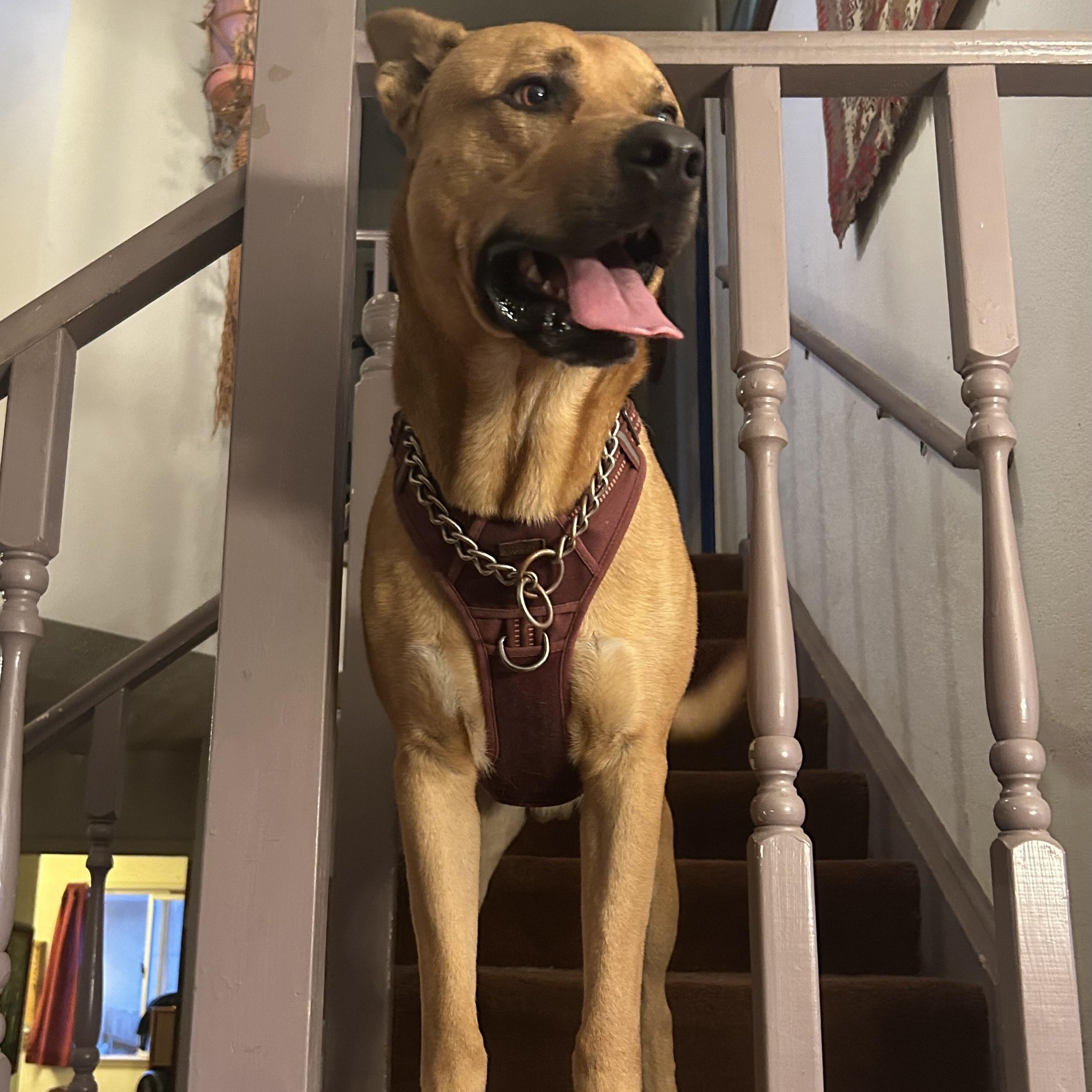 Enlarge Paolo, an adopted mixed breed in Fairfield, CA image 2/3