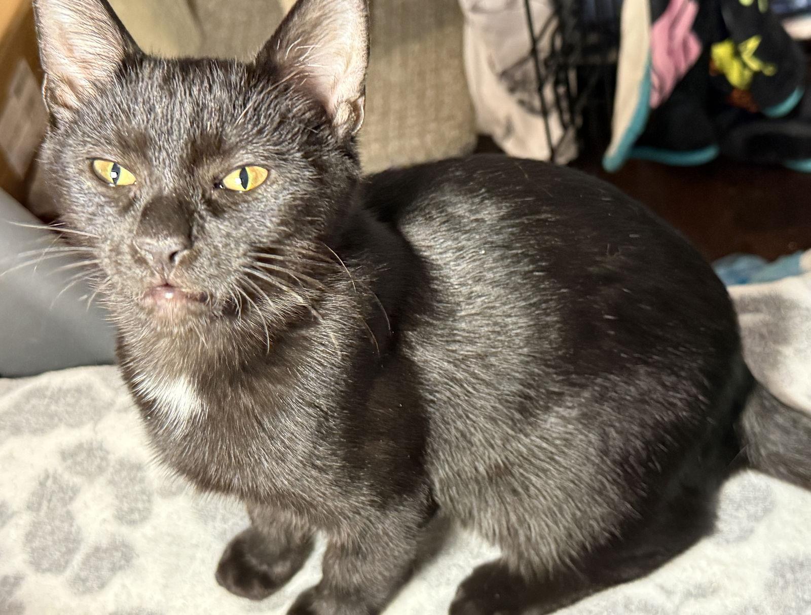 Rigby, Adoptable, Adult Male Domestic Short Hair.