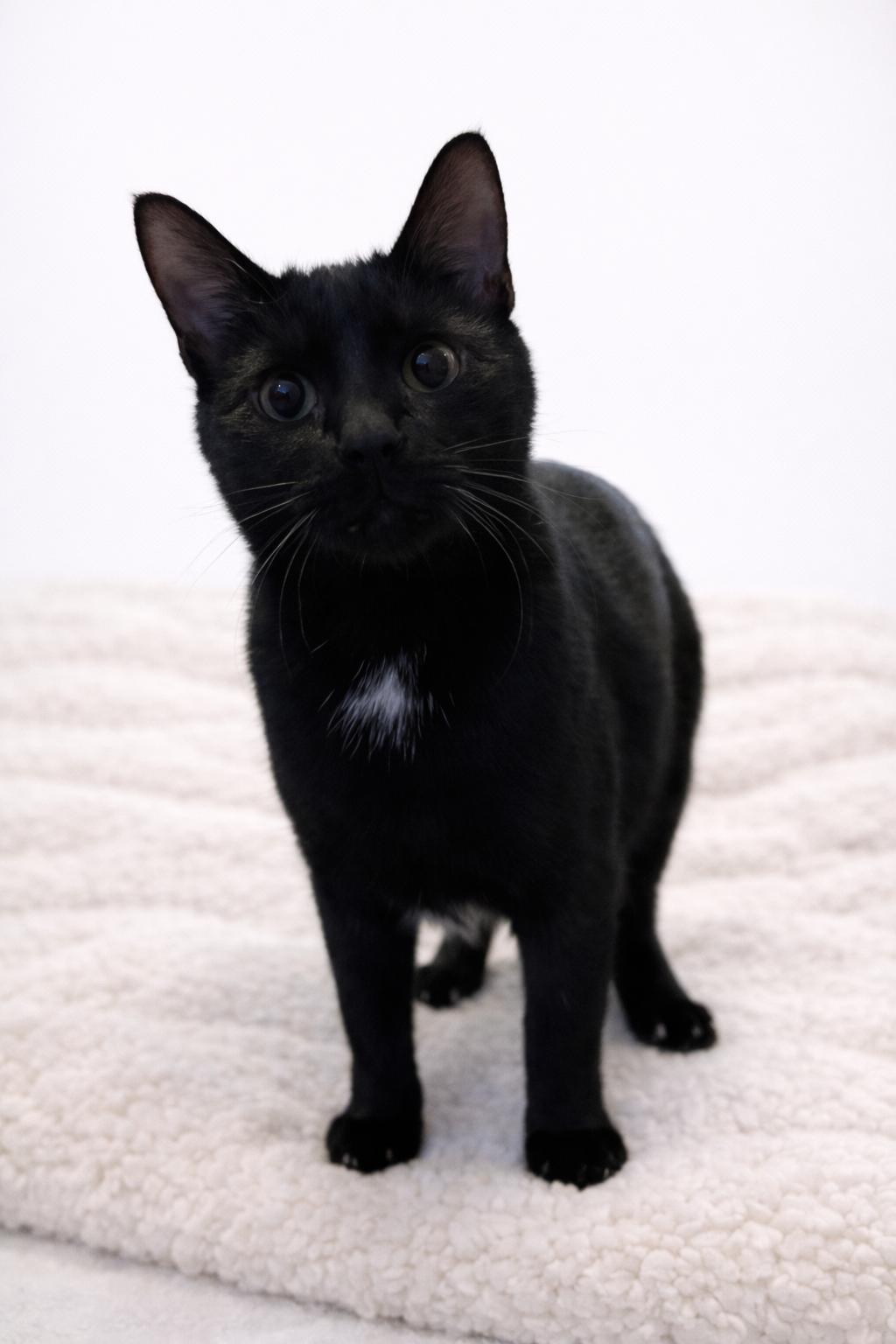 Rigby, Adoptable, Adult Male Domestic Short Hair.