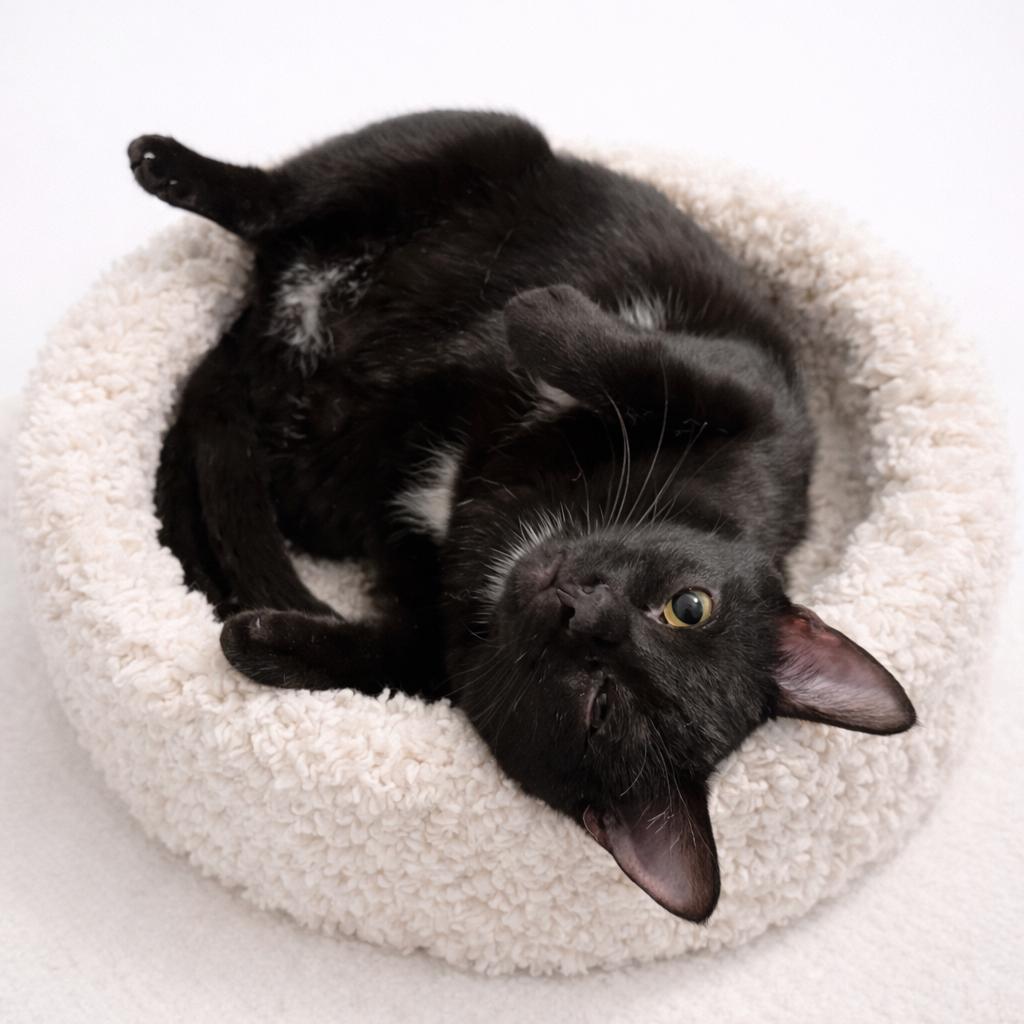 Enlarge Rigby, a Adoptable Domestic Short Hair in Nashville, TN image 2/3