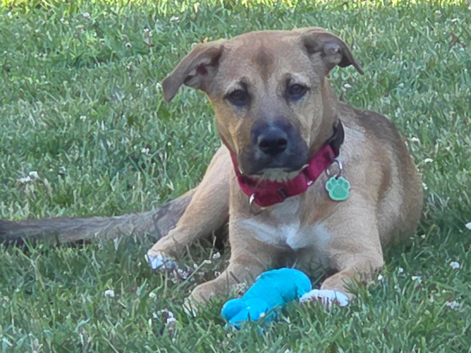 Honey, Adoptable, Young Female Labrador Retriever & Shepherd.