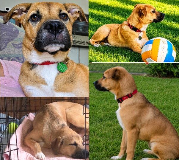 Enlarge Honey, a Adoptable mixed breed in Tonawanda, NY image 2/3