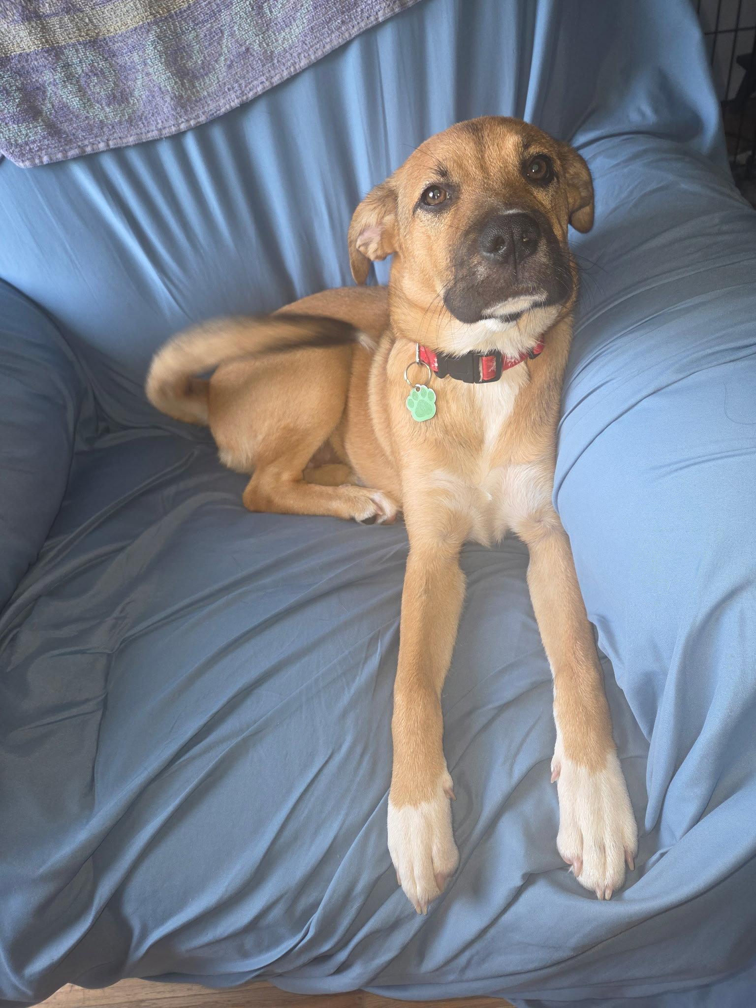 Enlarge Honey, a Adoptable mixed breed in Tonawanda, NY image 3/3