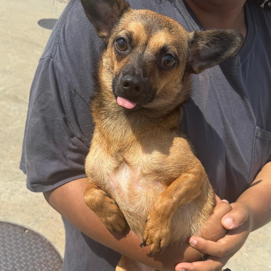 Enlarge Kane, a Adoptable Chihuahua in Columbus, GA image 1/2