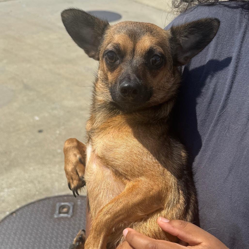 Enlarge Kane, a Adoptable Chihuahua in Columbus, GA image 2/2