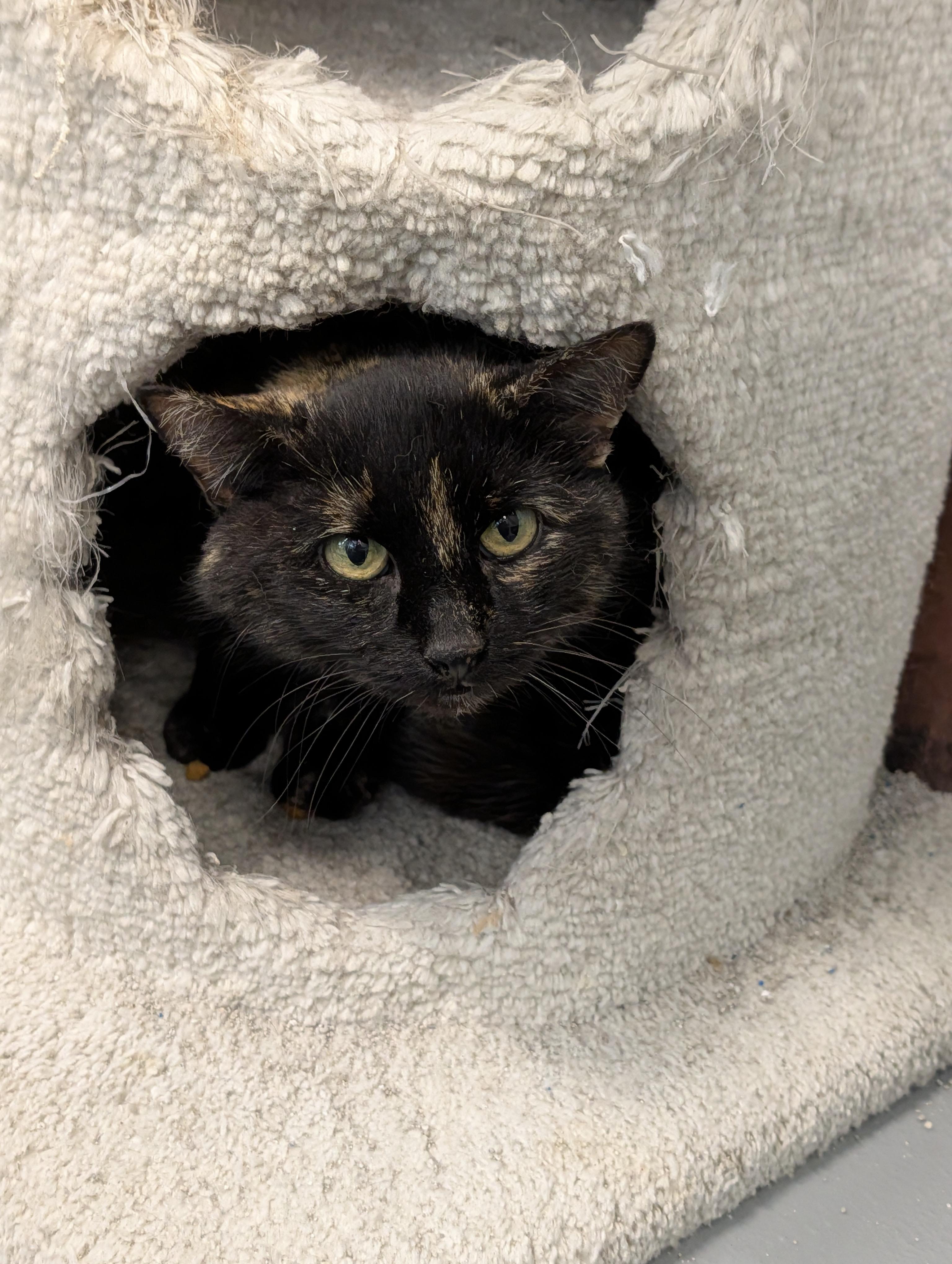 Enlarge Klompen, a ADOPTABLE Domestic Short Hair in Cape Girardeau, MO image 4/4