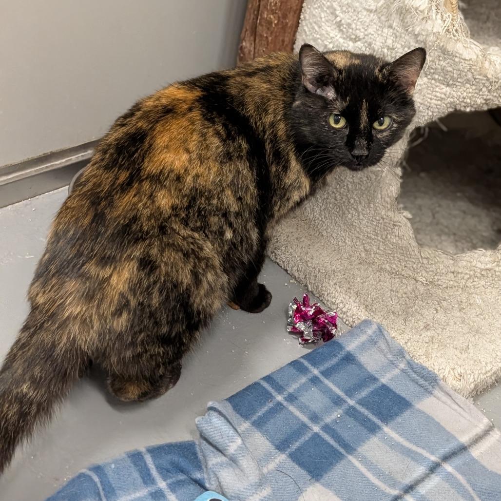 Enlarge Klompen, a ADOPTABLE Domestic Short Hair in Cape Girardeau, MO image 3/4