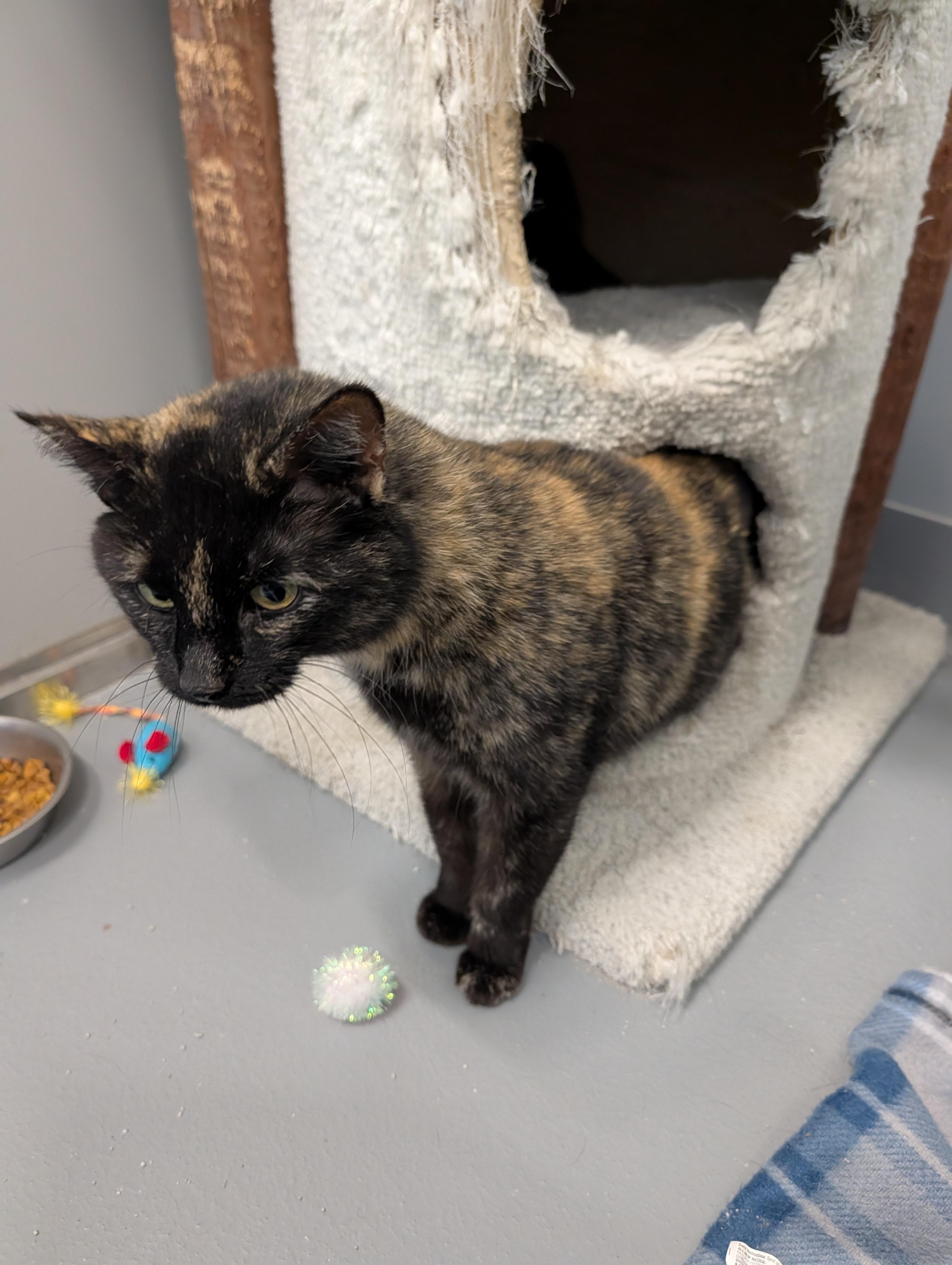 Enlarge Klompen, a ADOPTABLE Domestic Short Hair in Cape Girardeau, MO image 2/4