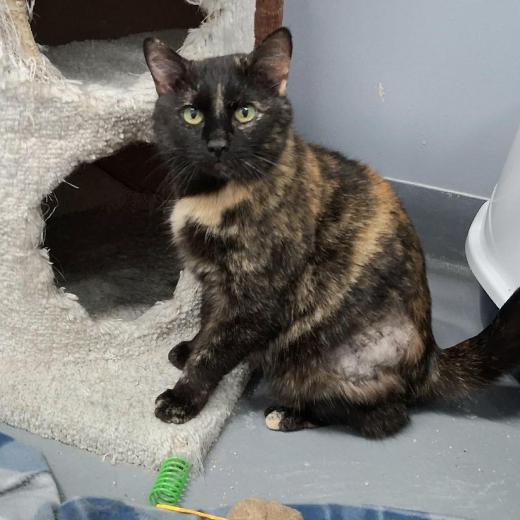 Enlarge Klompen, a ADOPTABLE Domestic Short Hair in Cape Girardeau, MO image 1/4