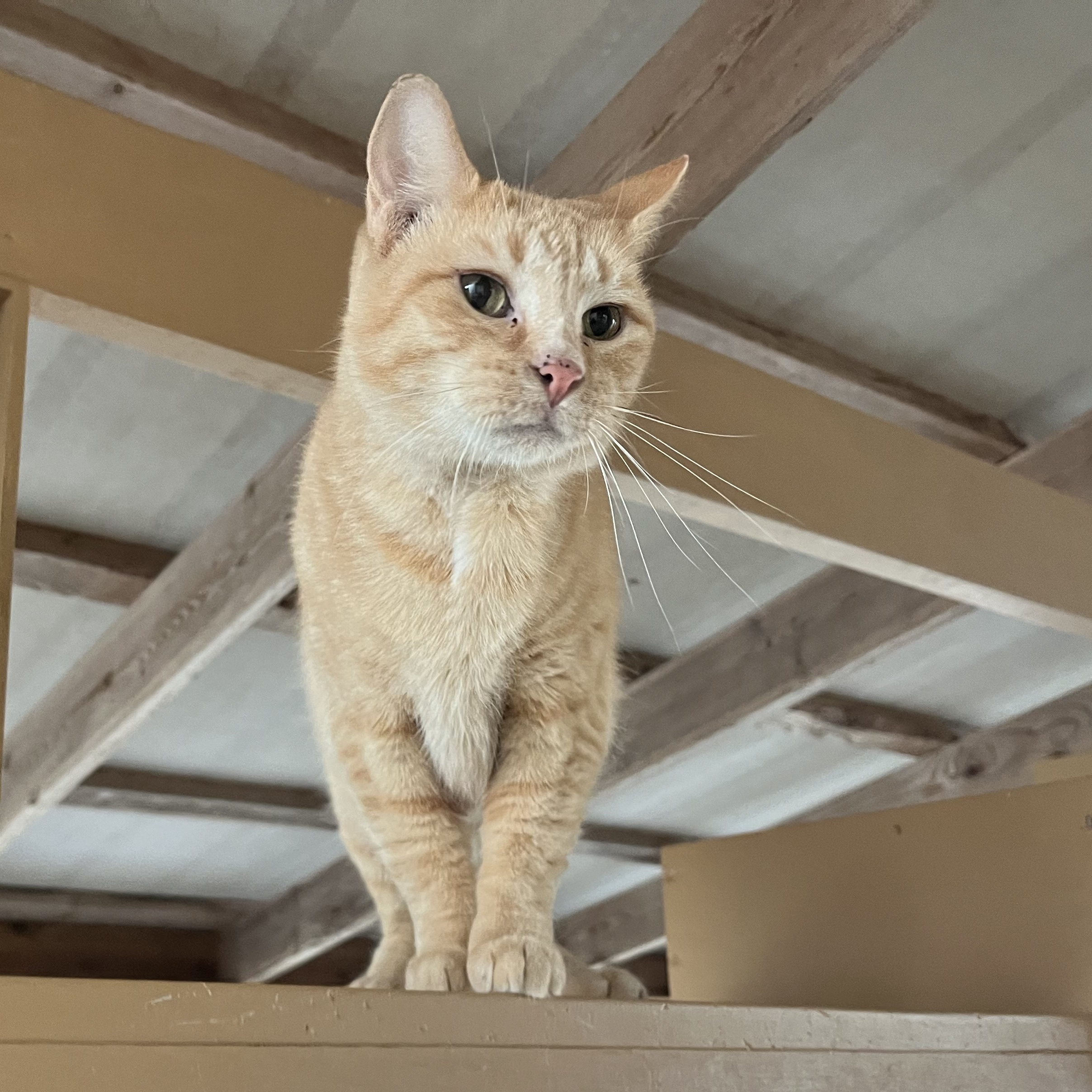 PEACHES, Adoptable, Adult Female Domestic Short Hair.