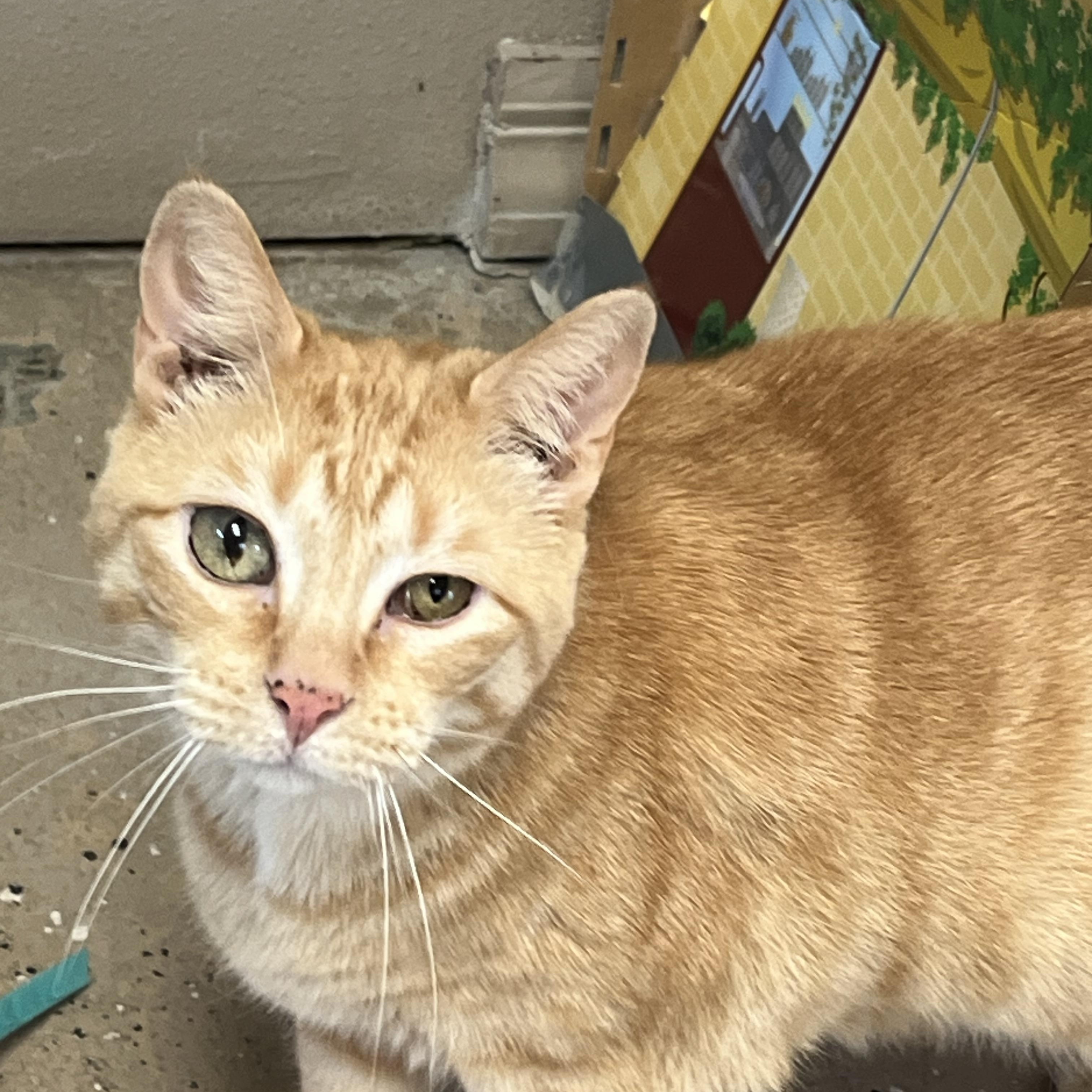 PEACHES, Adoptable, Adult Female Domestic Short Hair.