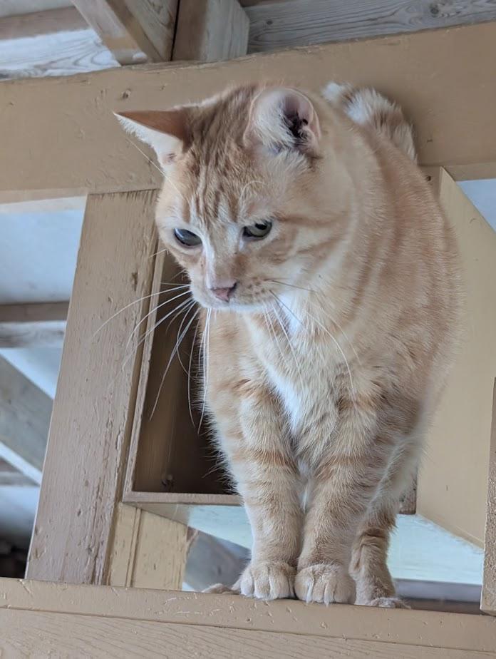 PEACHES, a Adoptable Domestic Short Hair in Carthage, IL image 2/6