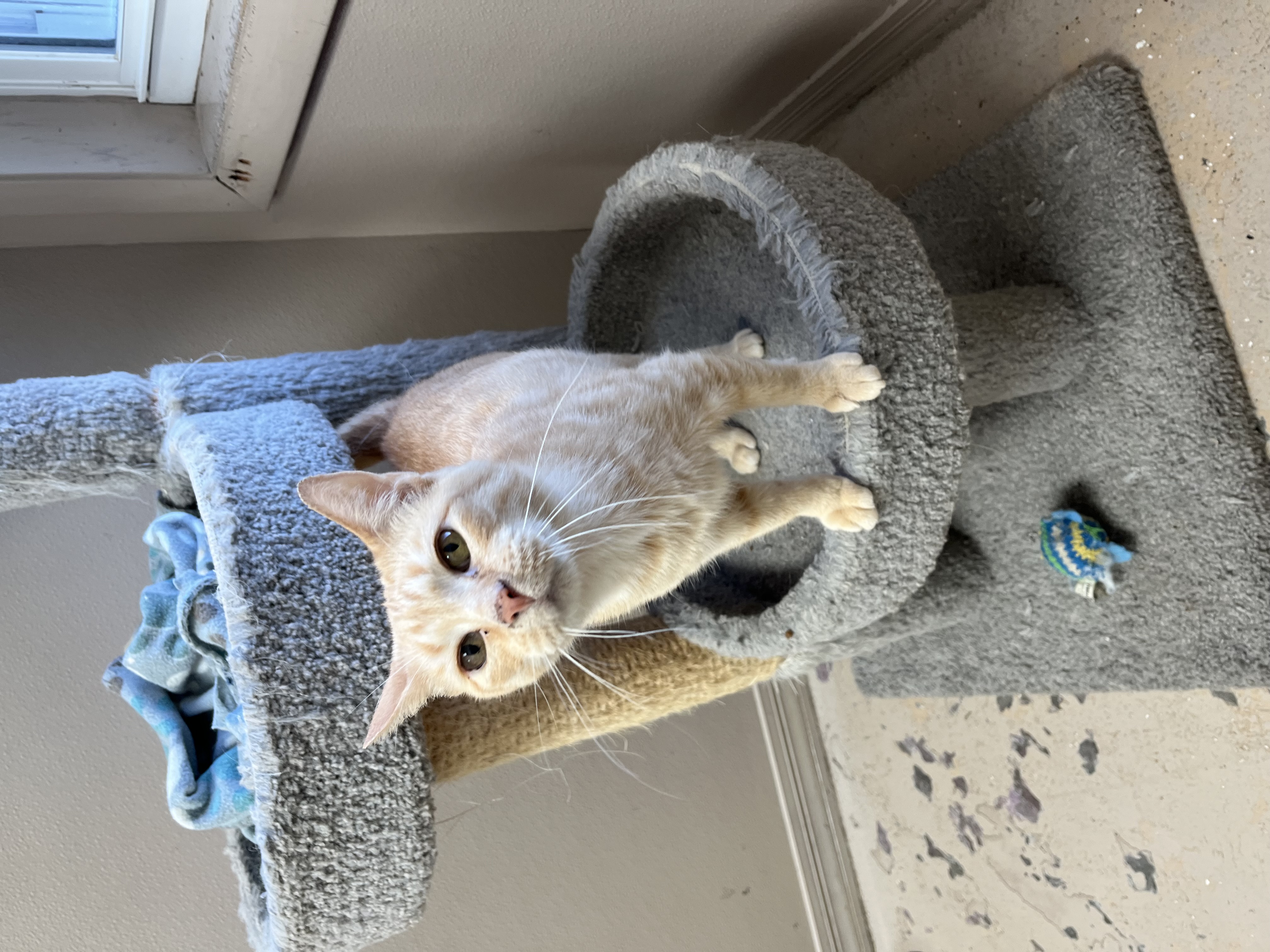 PEACHES, a Adoptable Domestic Short Hair in Carthage, IL image 6/6