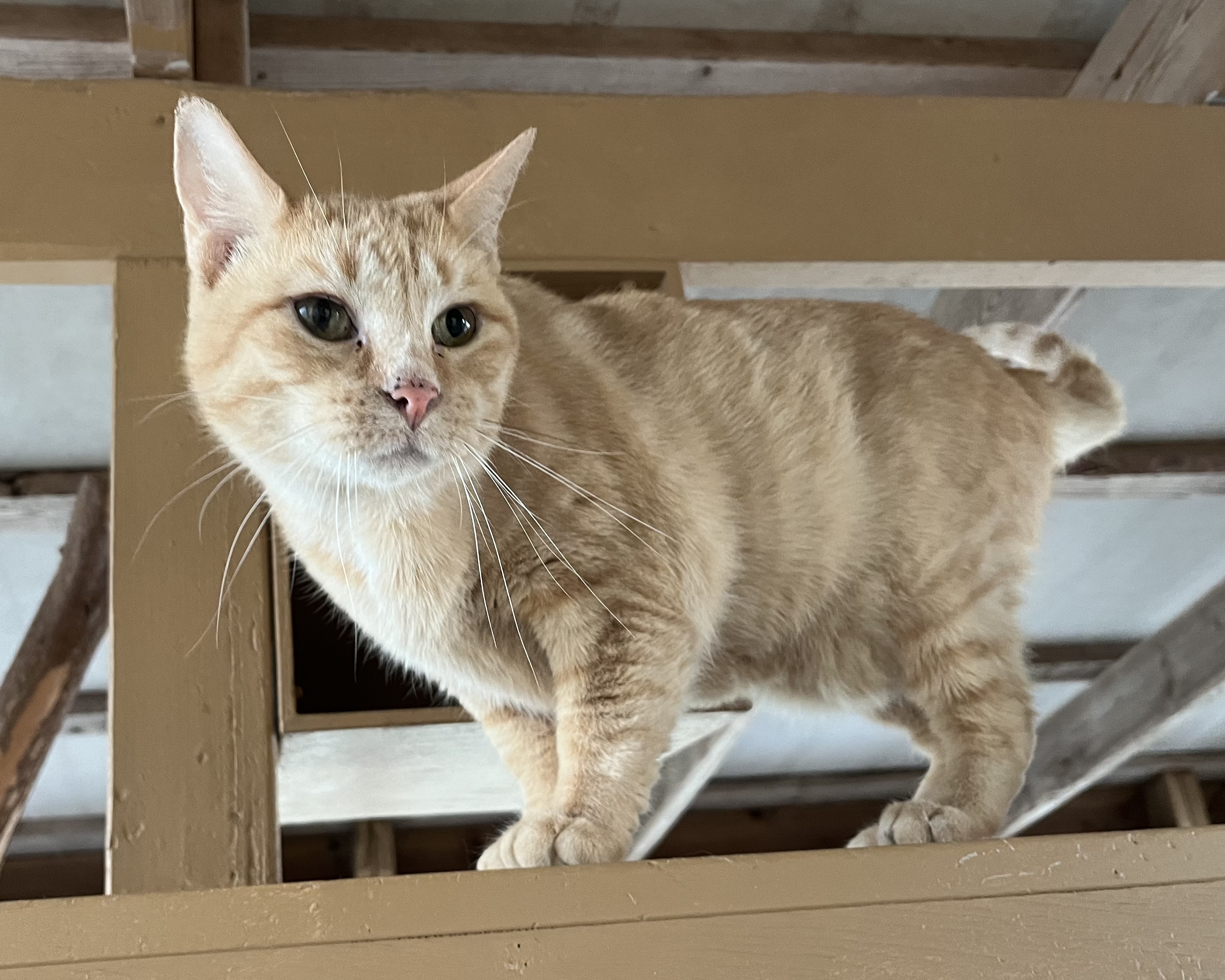 PEACHES, a Adoptable Domestic Short Hair in Carthage, IL image 3/6