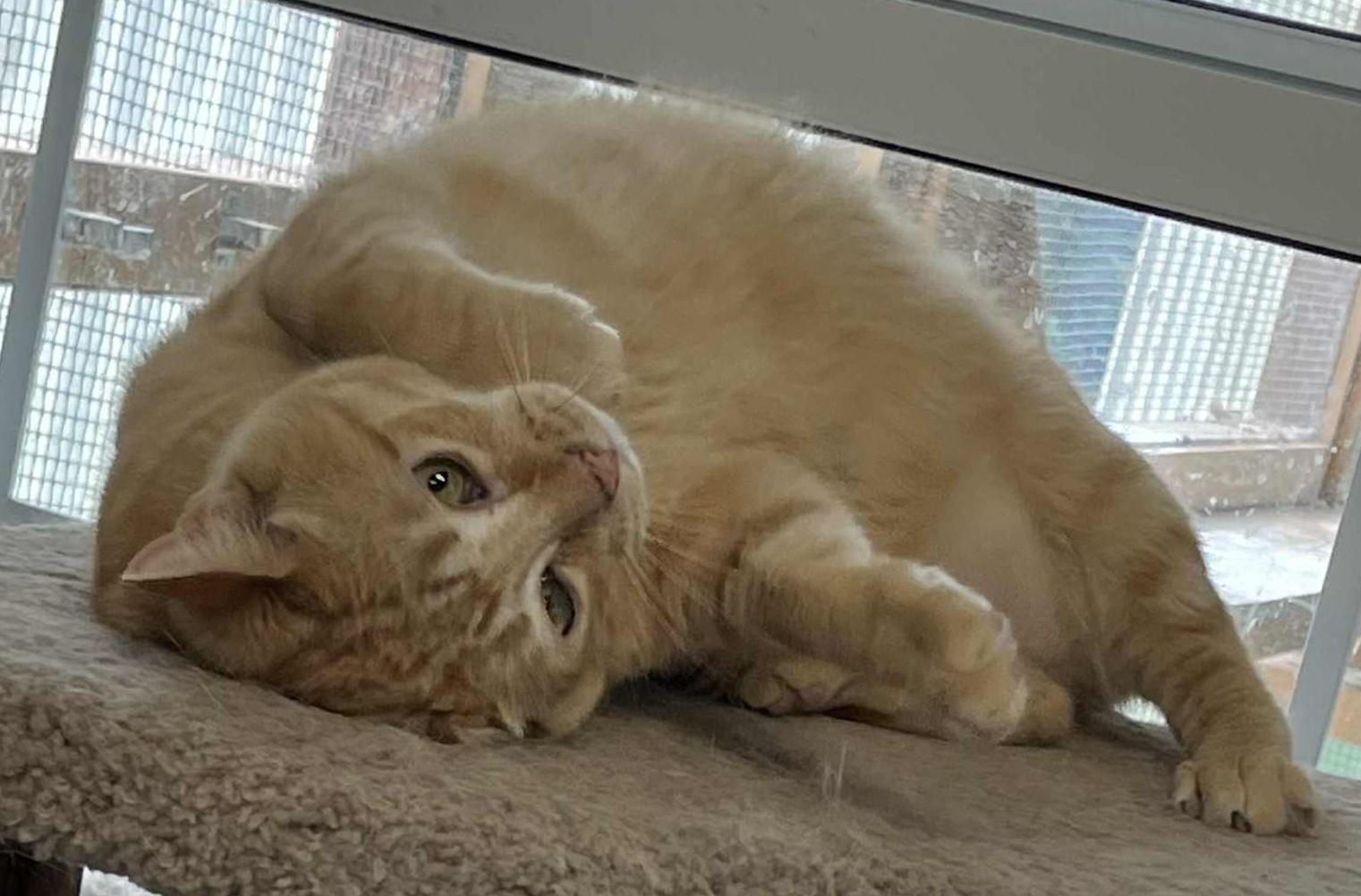 PEACHES, a Adoptable Domestic Short Hair in Carthage, IL image 4/6