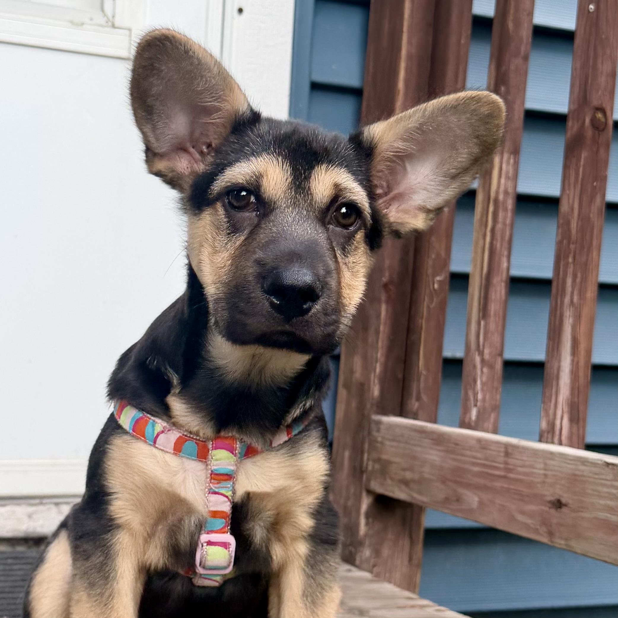 Cricket, Adopted, Puppy Female Shepherd & Mixed Breed.