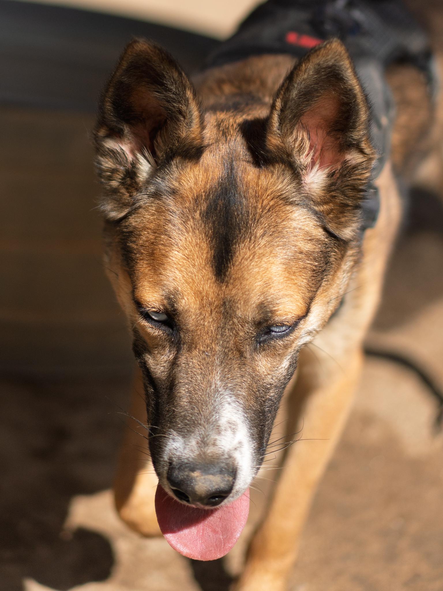 Enlarge STEVIE, a Adoptable mixed breed in Fresno, CA image 5/6