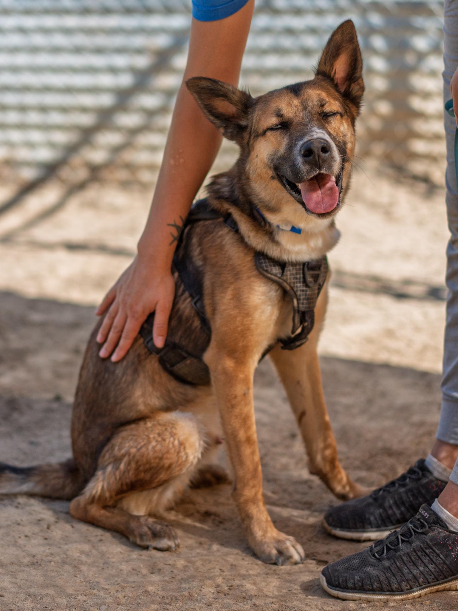 Enlarge STEVIE, a Adoptable mixed breed in Fresno, CA image 2/6