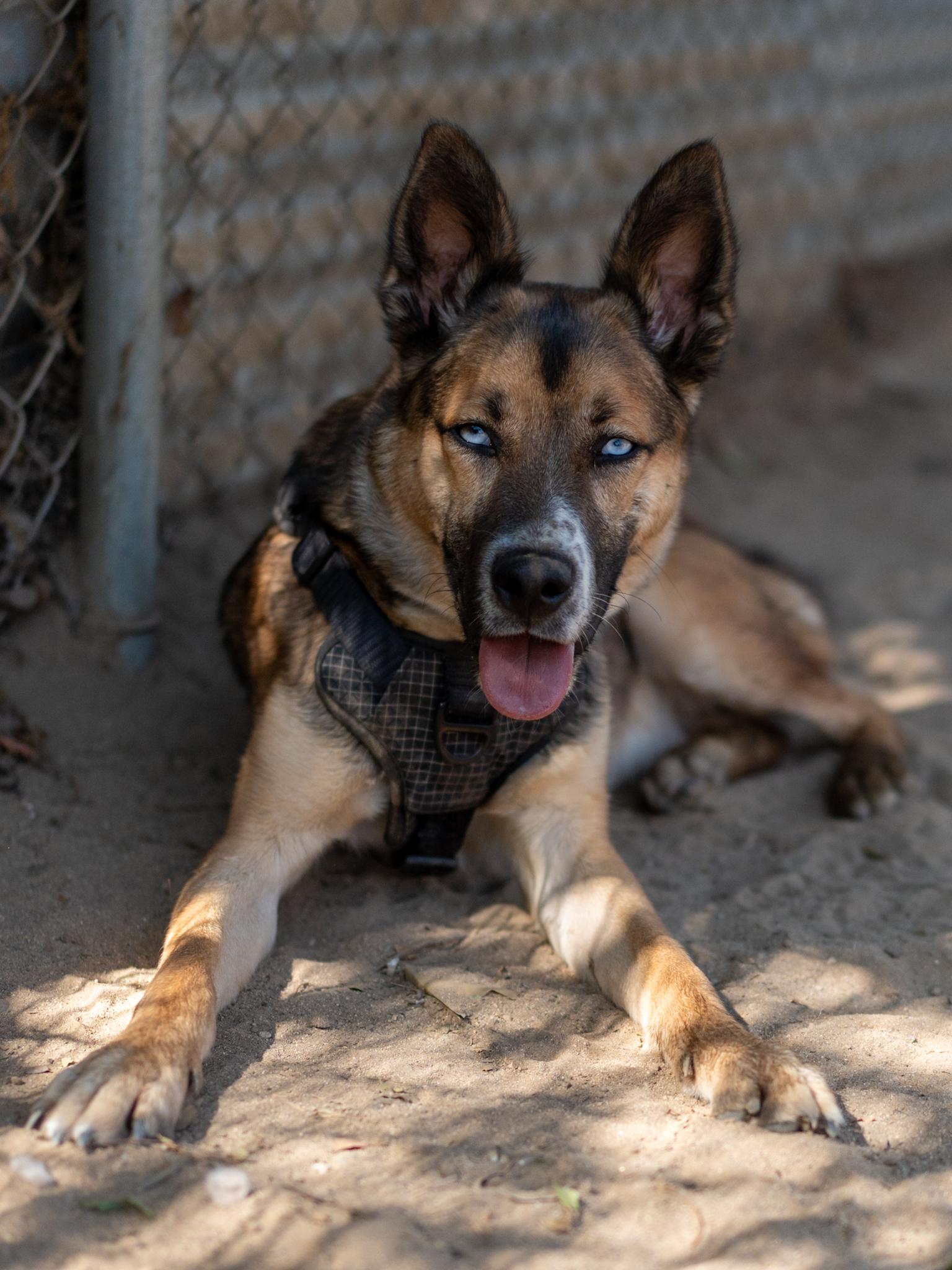 Enlarge STEVIE, a Adoptable mixed breed in Fresno, CA image 6/6