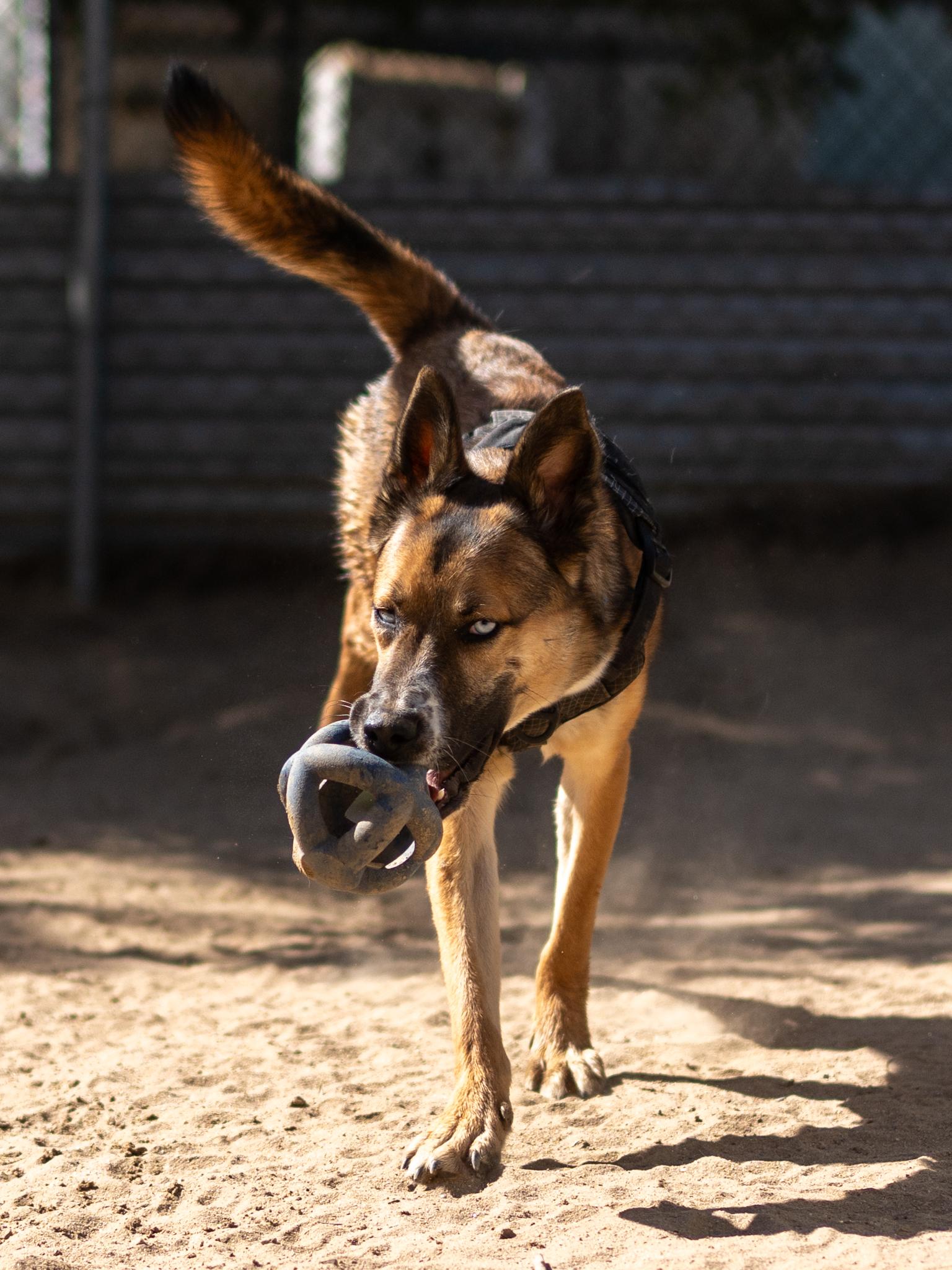 Enlarge STEVIE, a Adoptable mixed breed in Fresno, CA image 4/6
