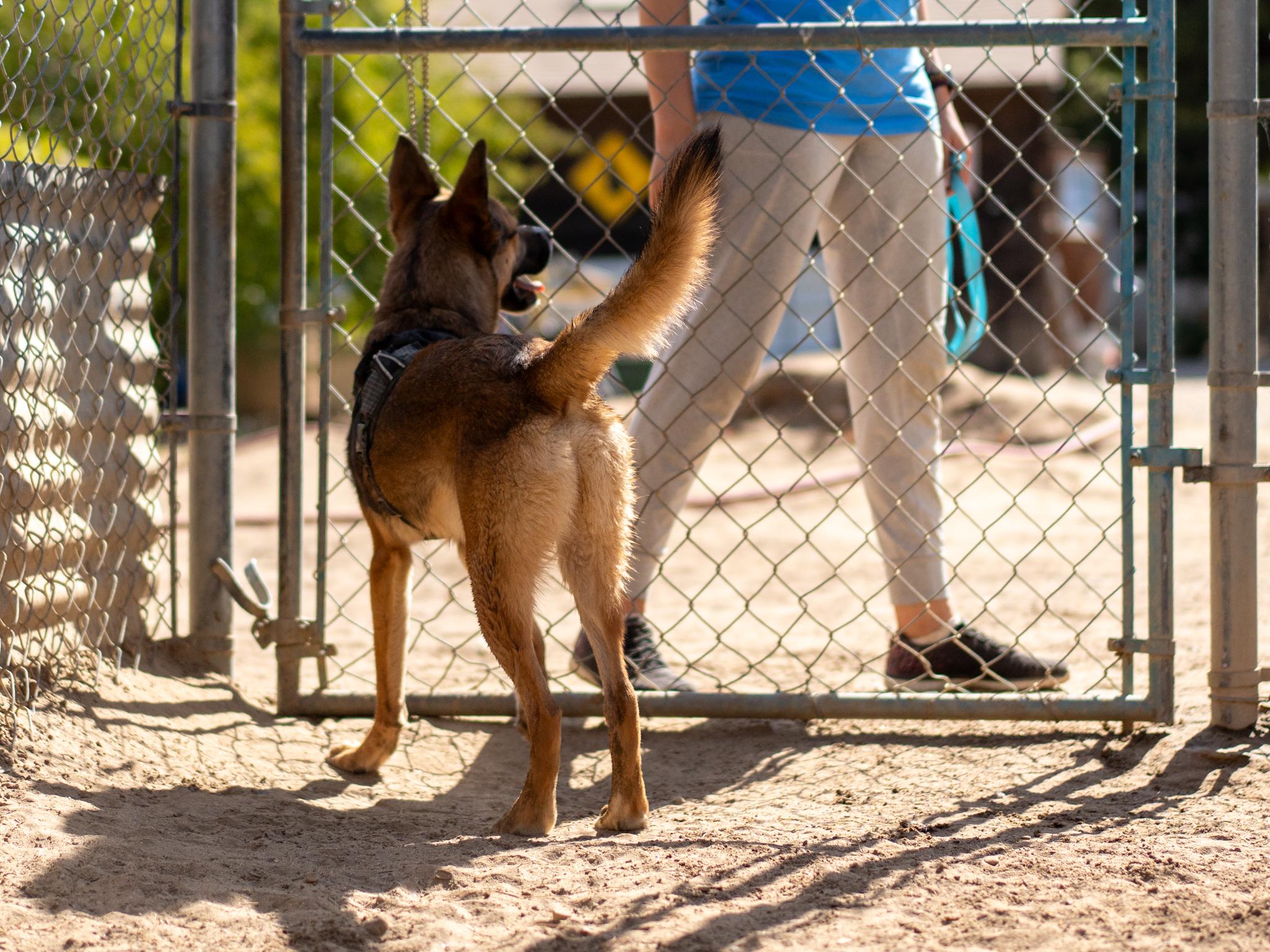 Enlarge STEVIE, a Adoptable mixed breed in Fresno, CA image 3/6