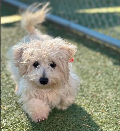 Enlarge Camila, an adopted Shih Tzu in Portland, ME image 1/1