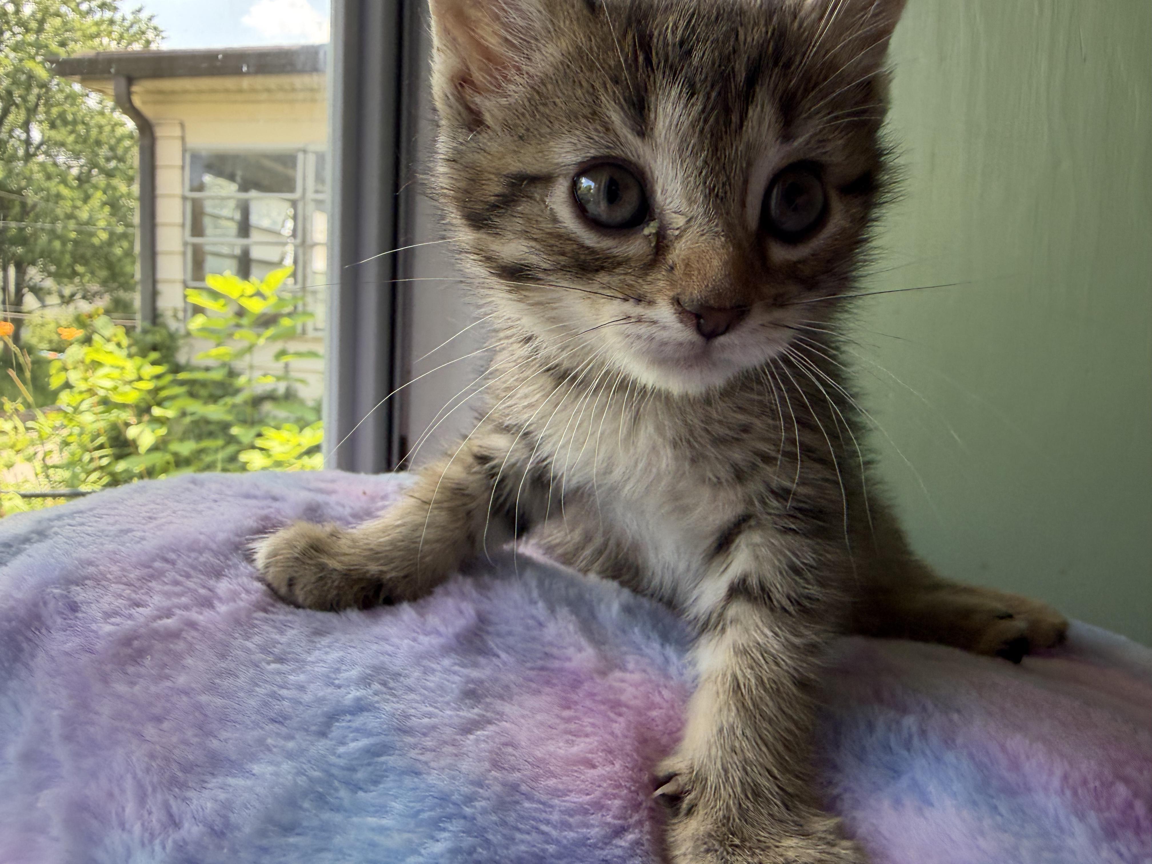 Enlarge Frannie, an adopted Tabby in Cincinnati, OH image 2/3