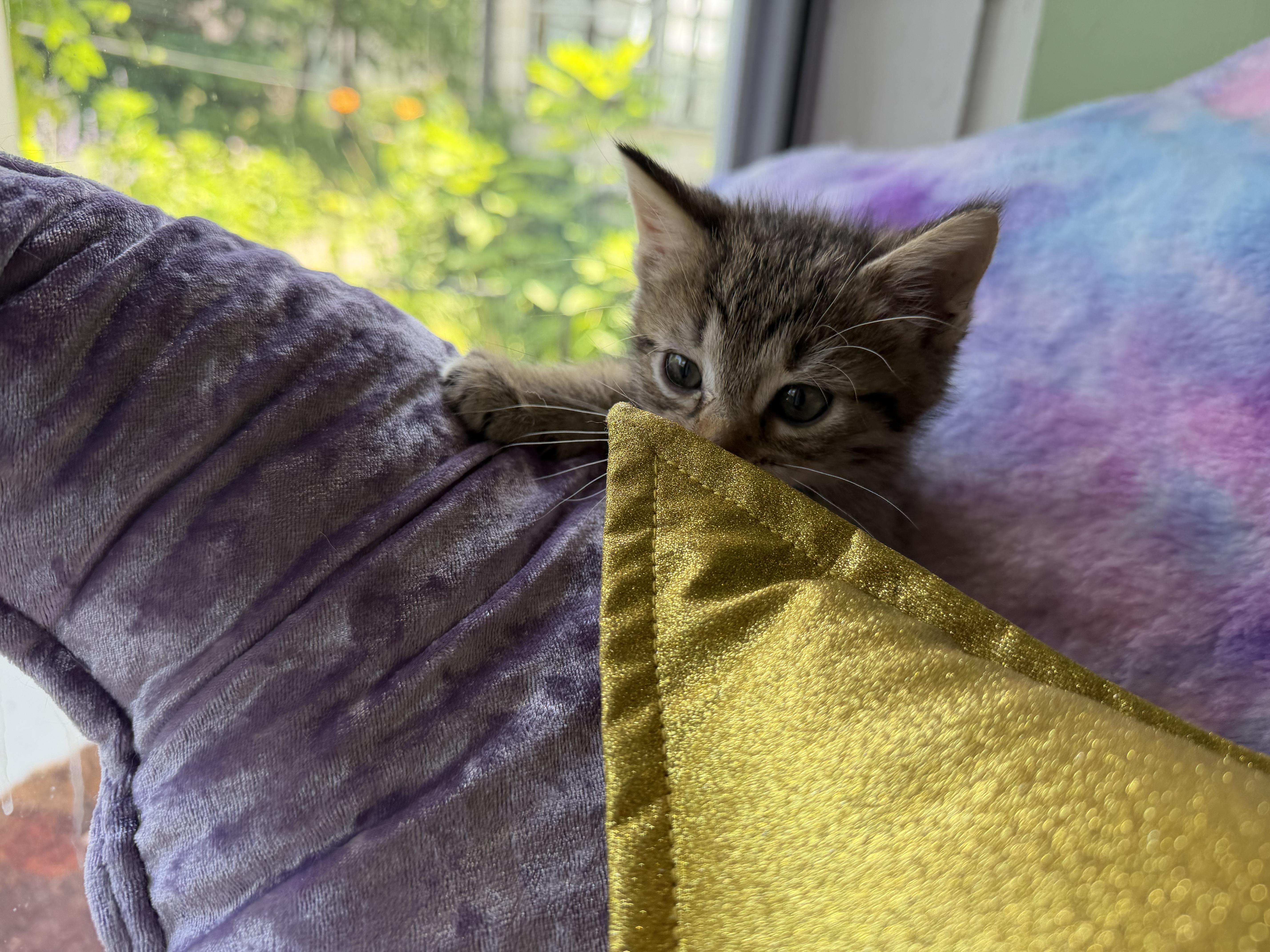 Enlarge Frannie, an adopted Tabby in Cincinnati, OH image 3/3
