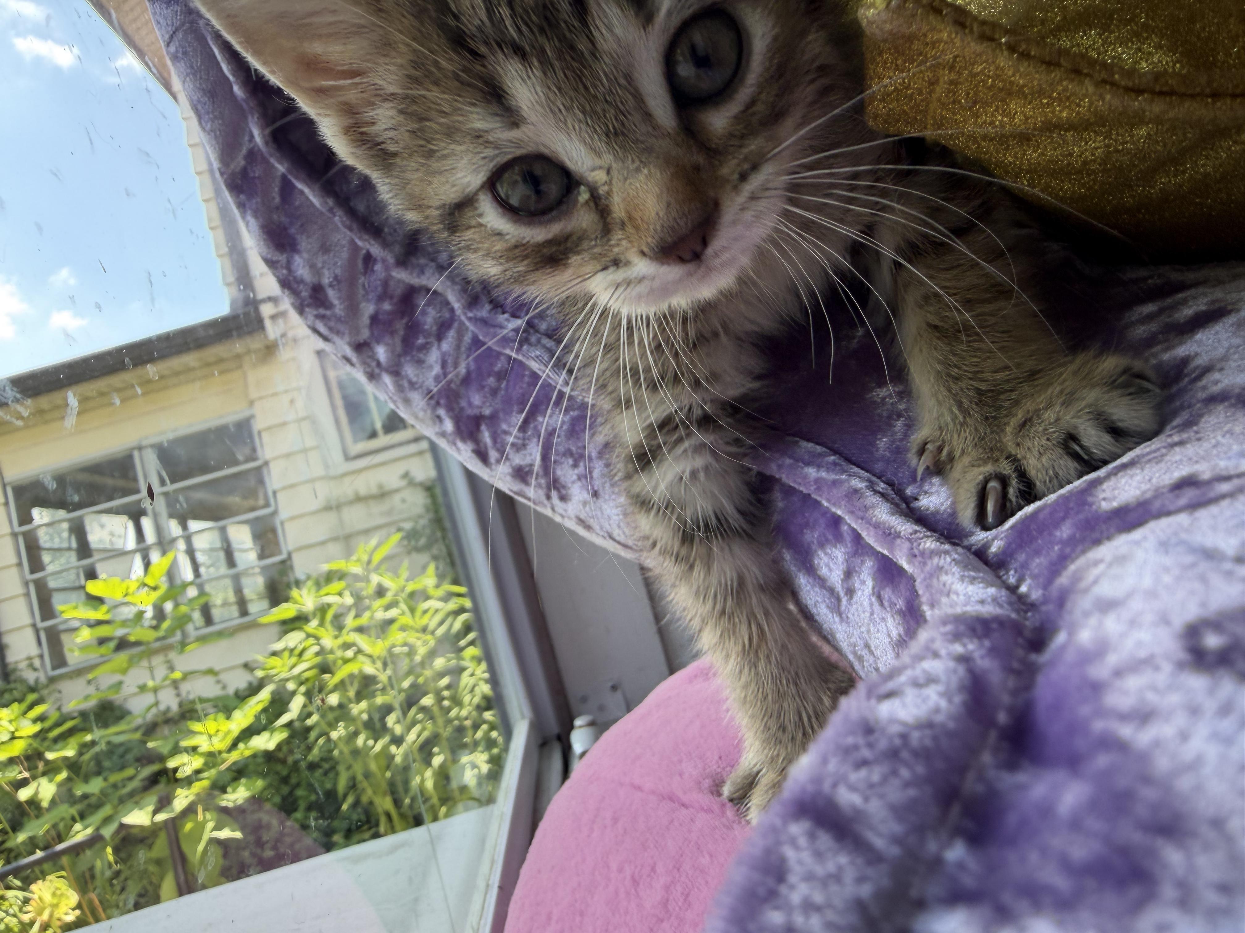 Enlarge Frannie, an adopted Tabby in Cincinnati, OH image 1/3