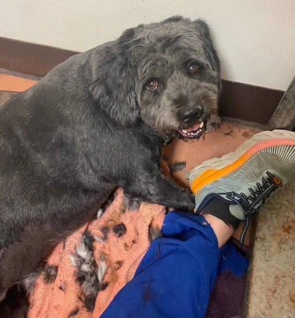 Enlarge Emma bonded with Benjamin, a Adoptable Mixed Breed in Southaven , MS image 3/5