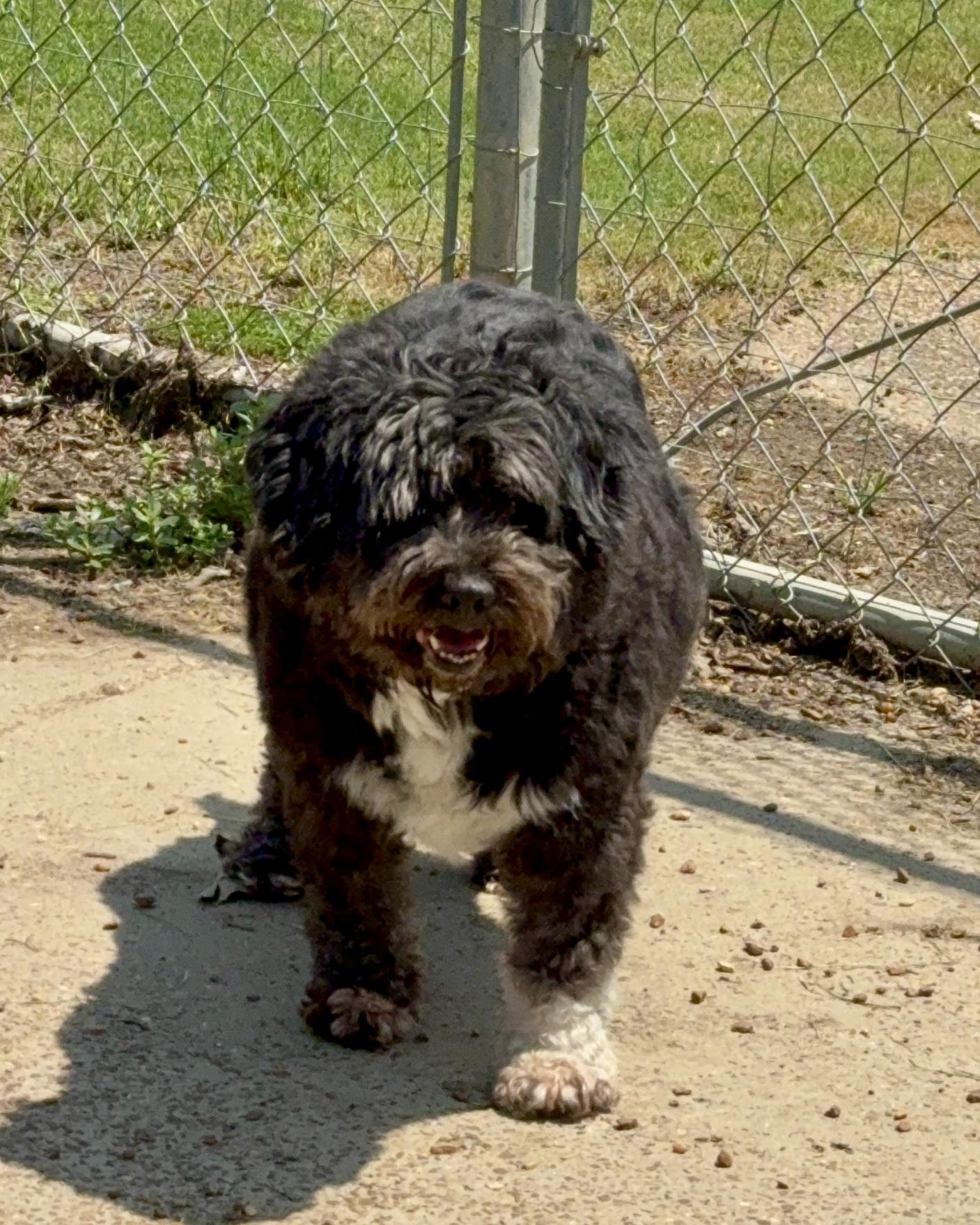 Enlarge Emma bonded with Benjamin, a Adoptable Mixed Breed in Southaven , MS image 4/5