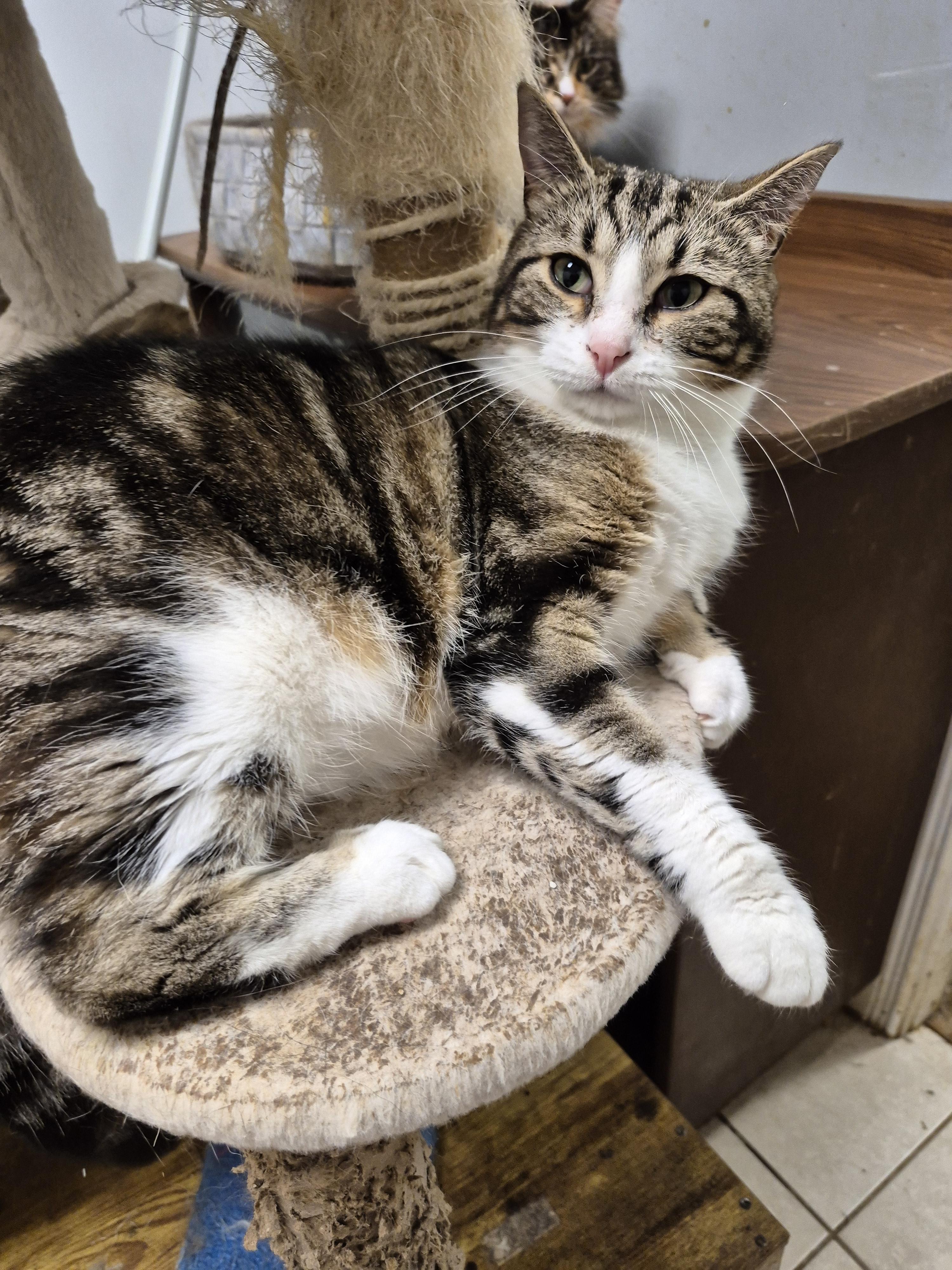 Ellie, Adoptable, Young Female Domestic Short Hair.