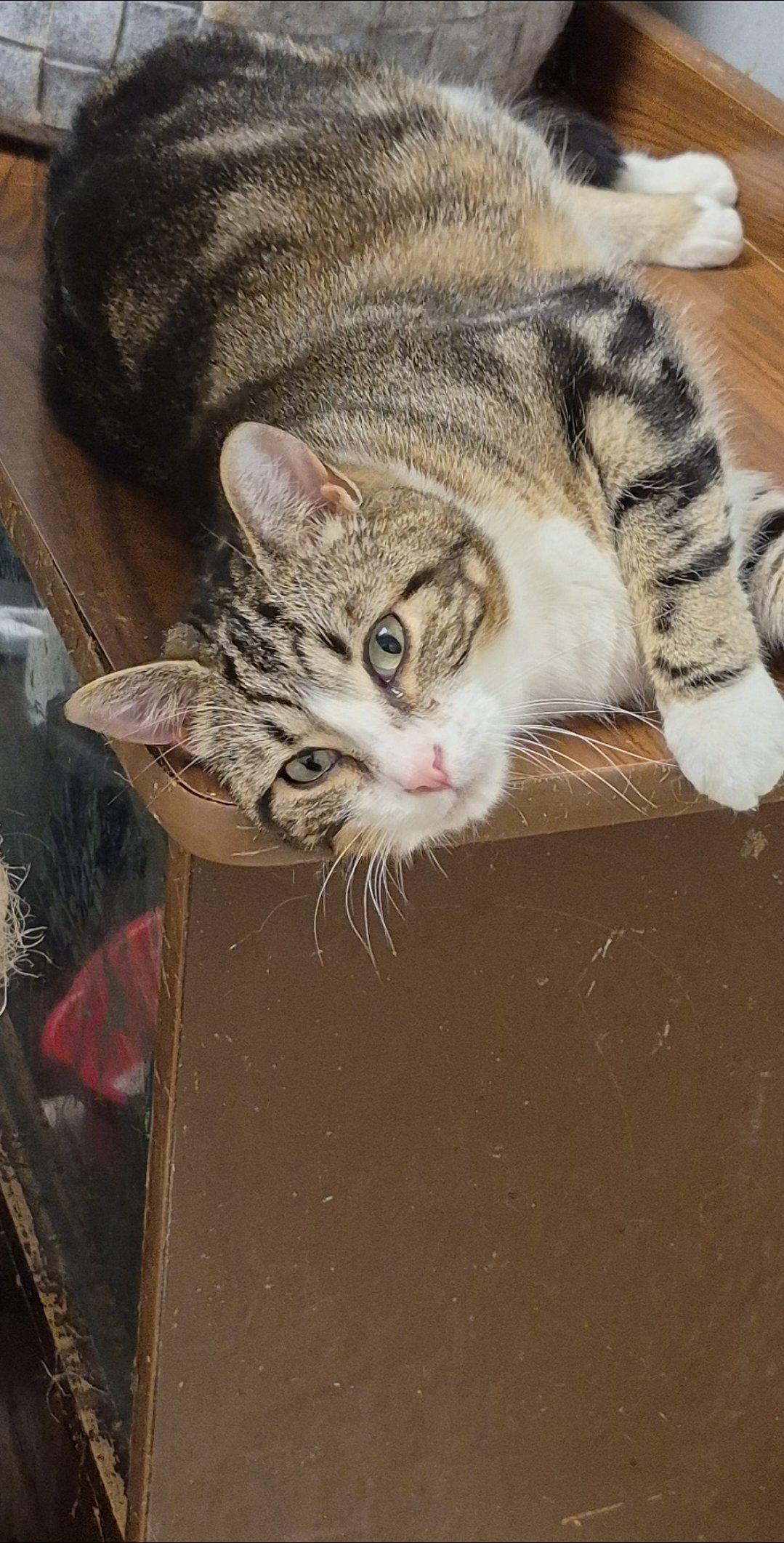 Enlarge Ellie, a Adoptable Domestic Short Hair in Chatham, ON image 4/6