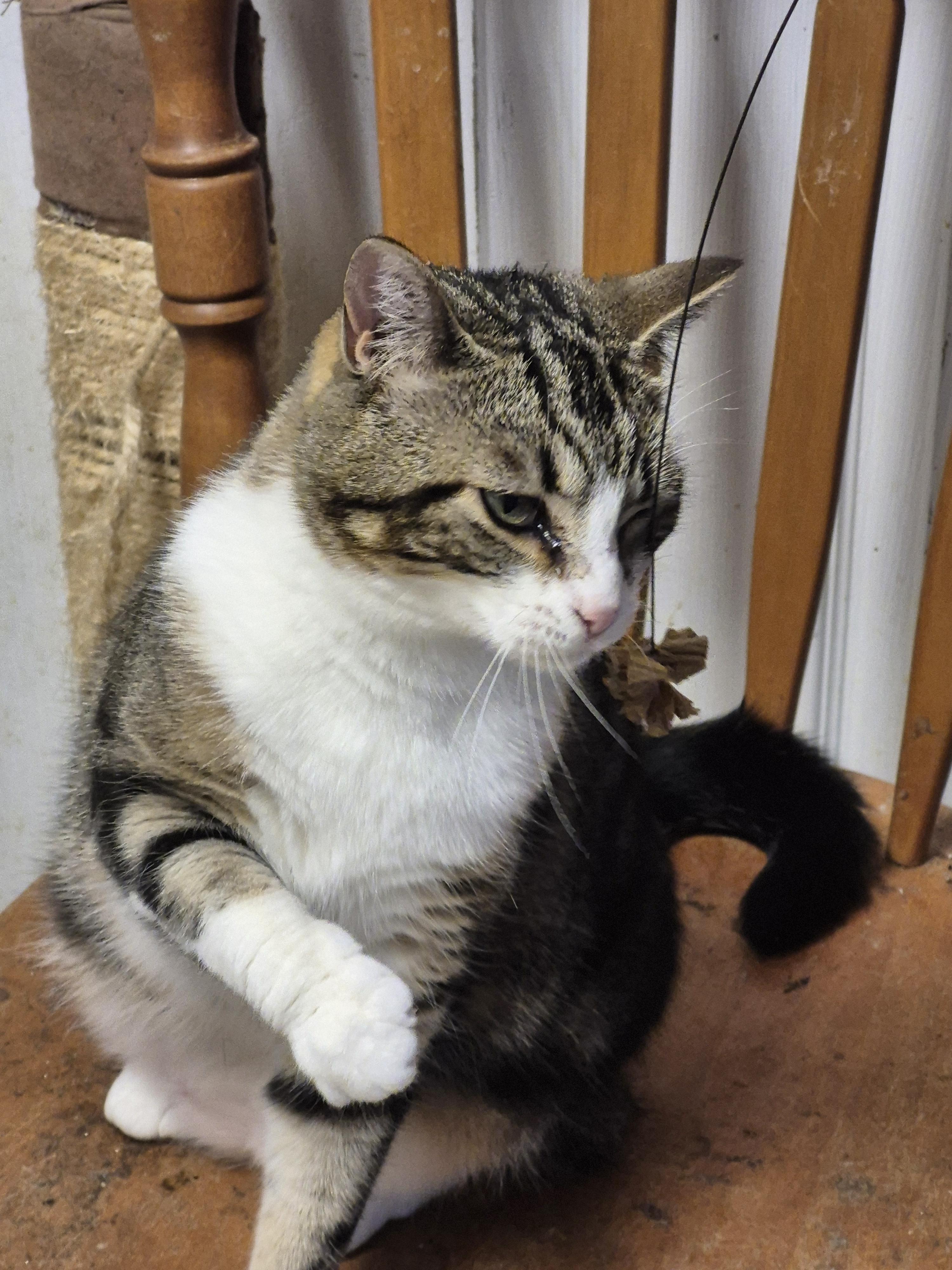 Enlarge Ellie, a Adoptable Domestic Short Hair in Chatham, ON image 5/6